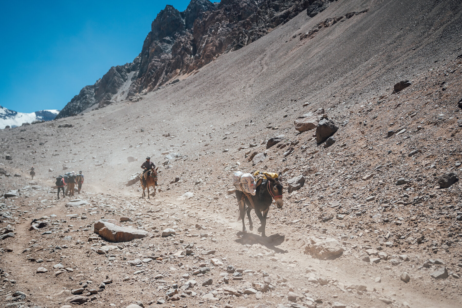 Mule train carrying expedition gear up scree slopes toward higher camps