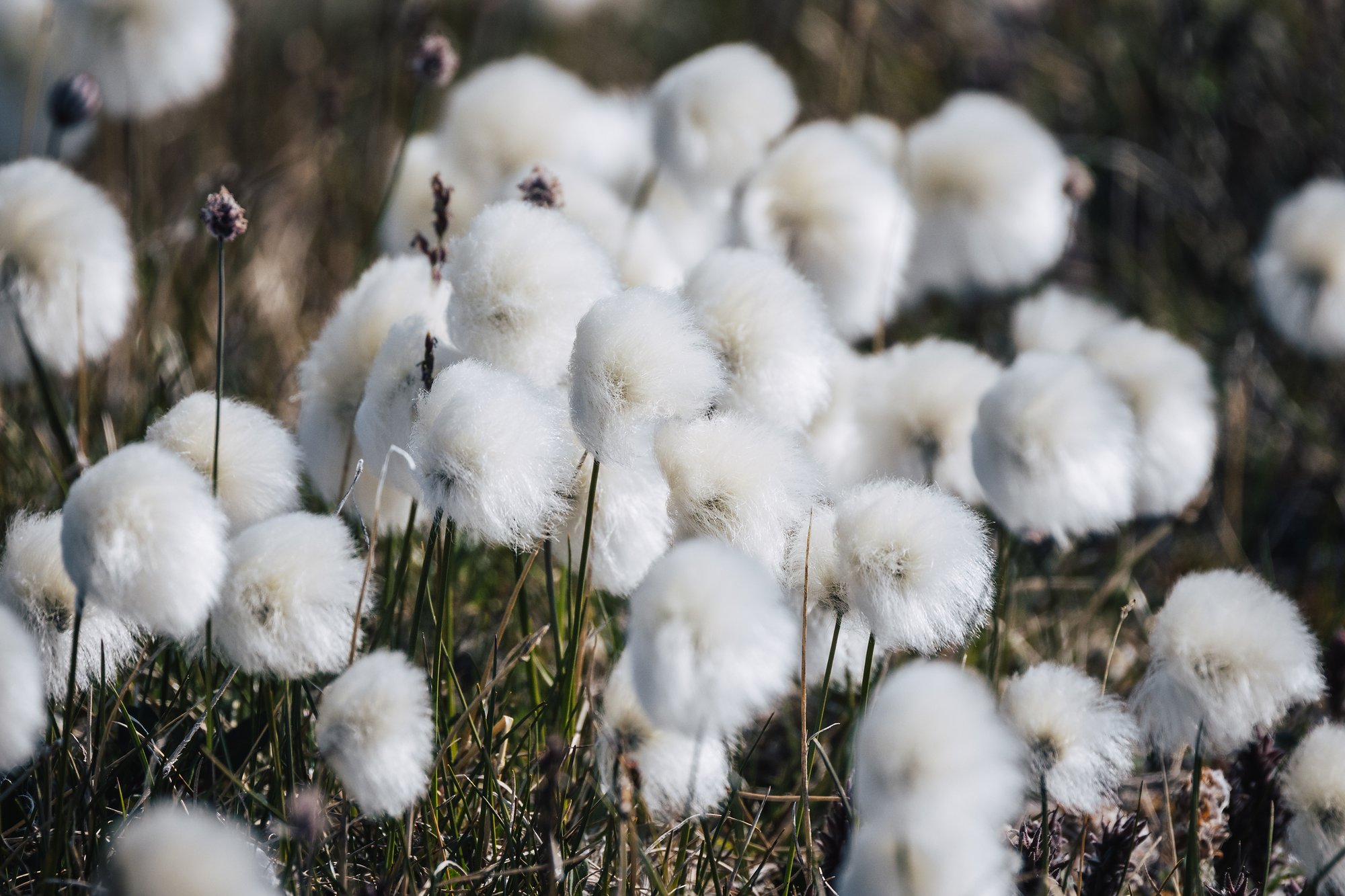 Close-up of Arctic cottongrass seed heads