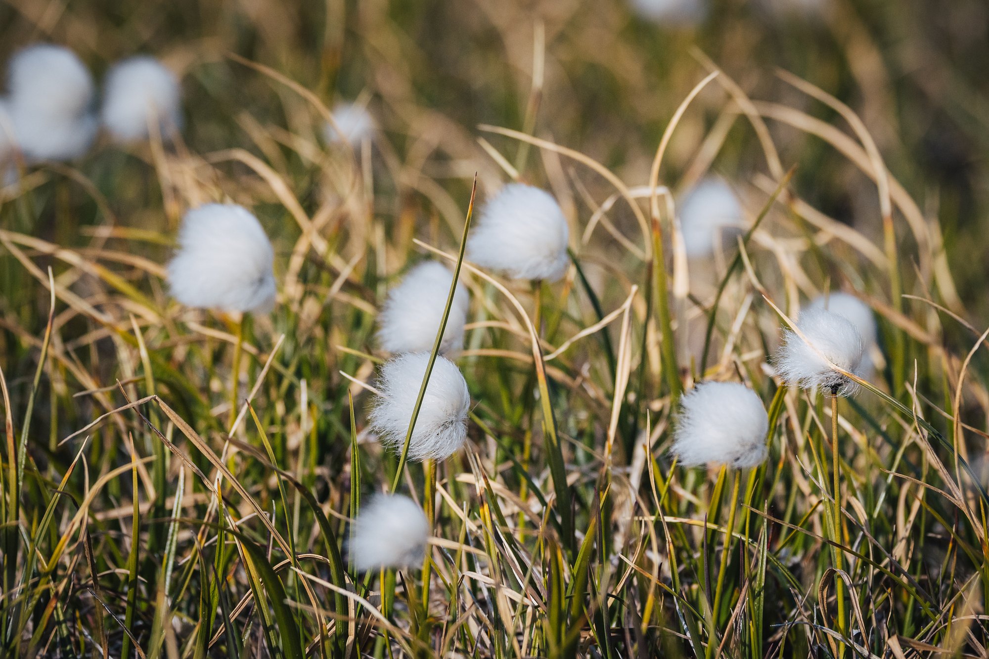 White seed heads of Arctic cottongrass among tundra grasses