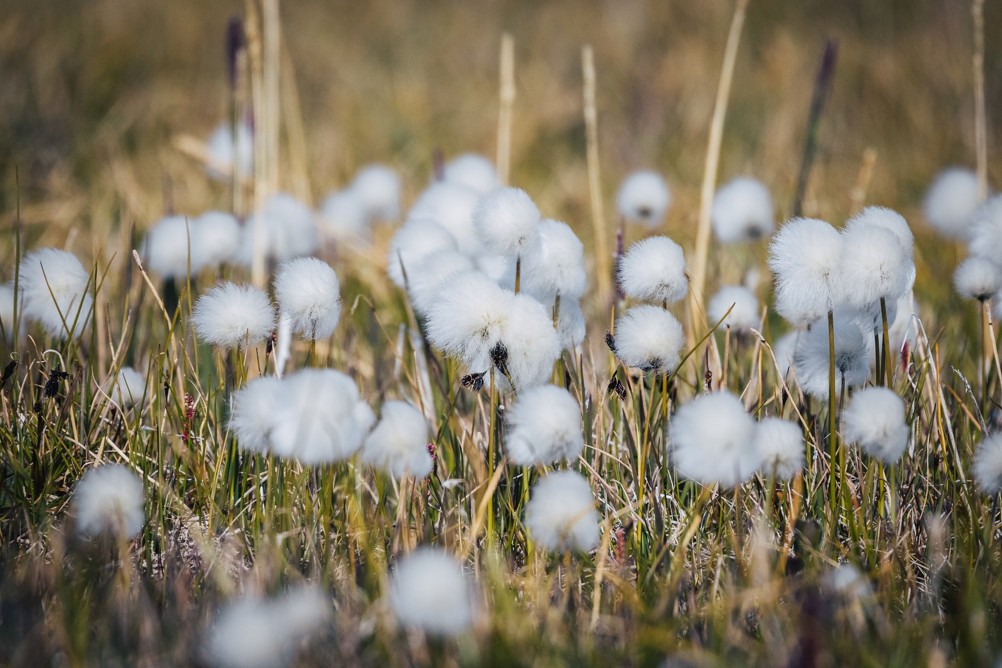 Close-up of Arctic cottongrass in the tundra
