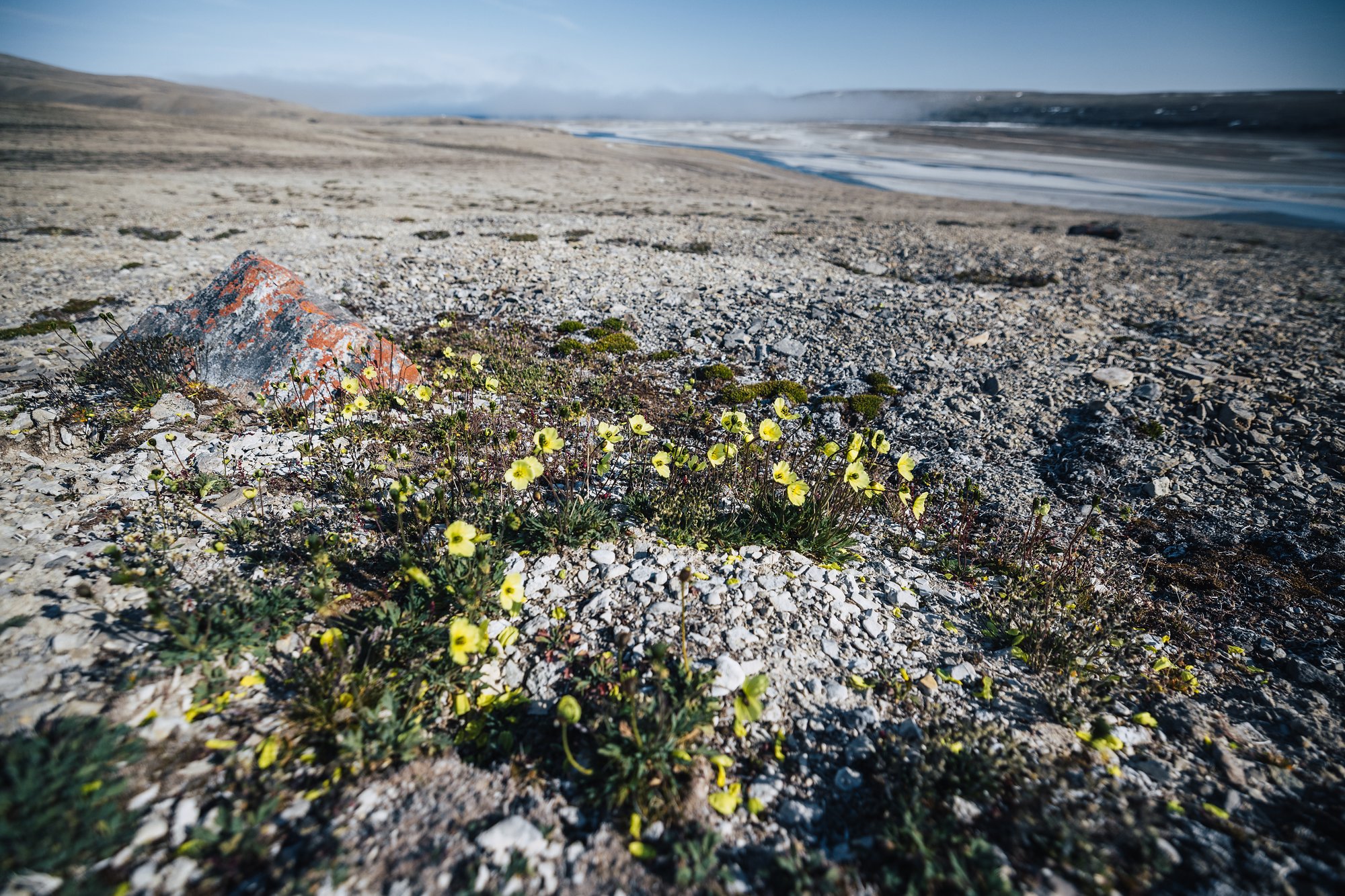 Yellow Arctic poppies among stones beside an orange lichen-covered boulder