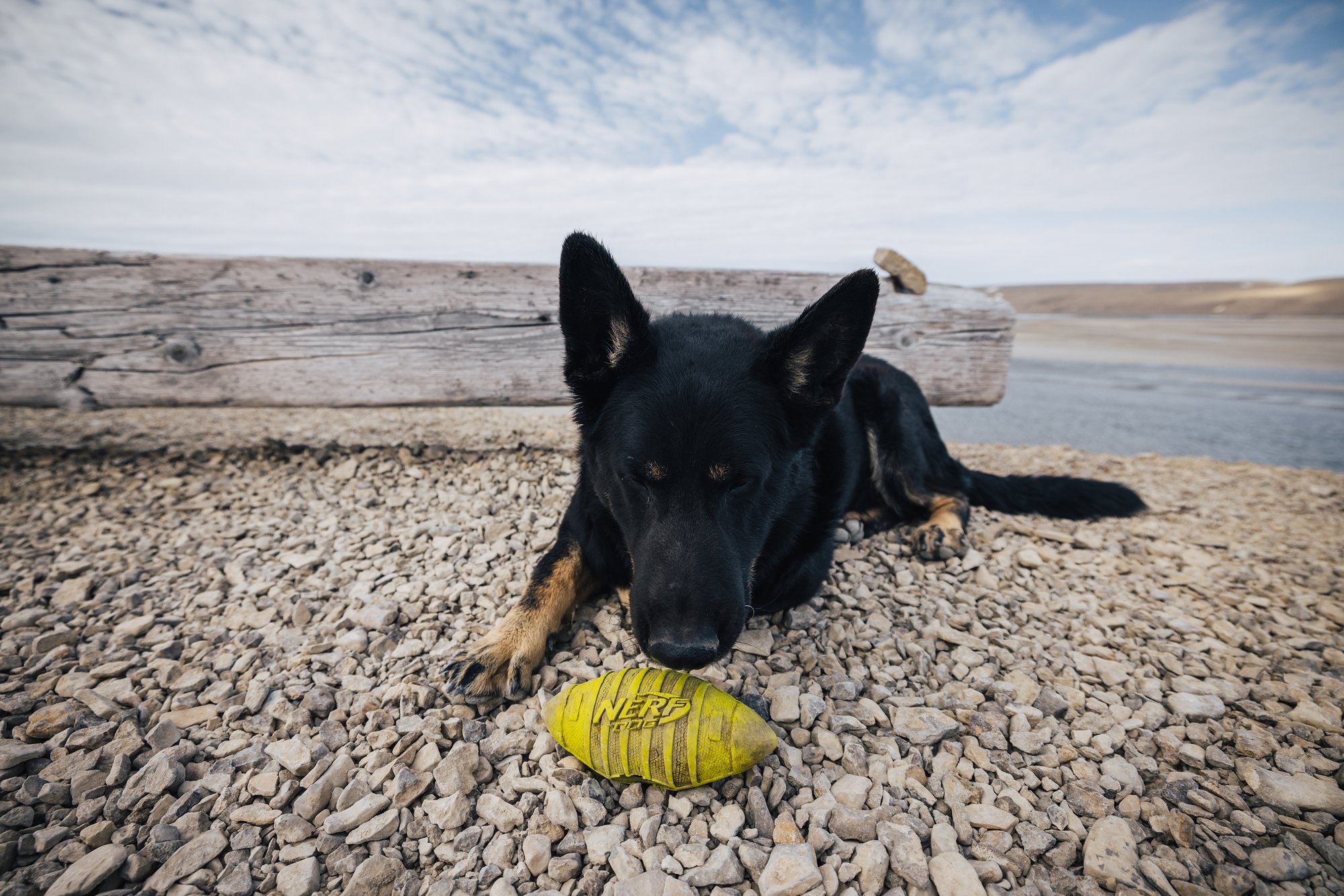The camp dog lying on the gravel with its yellow football, driftwood and river behind