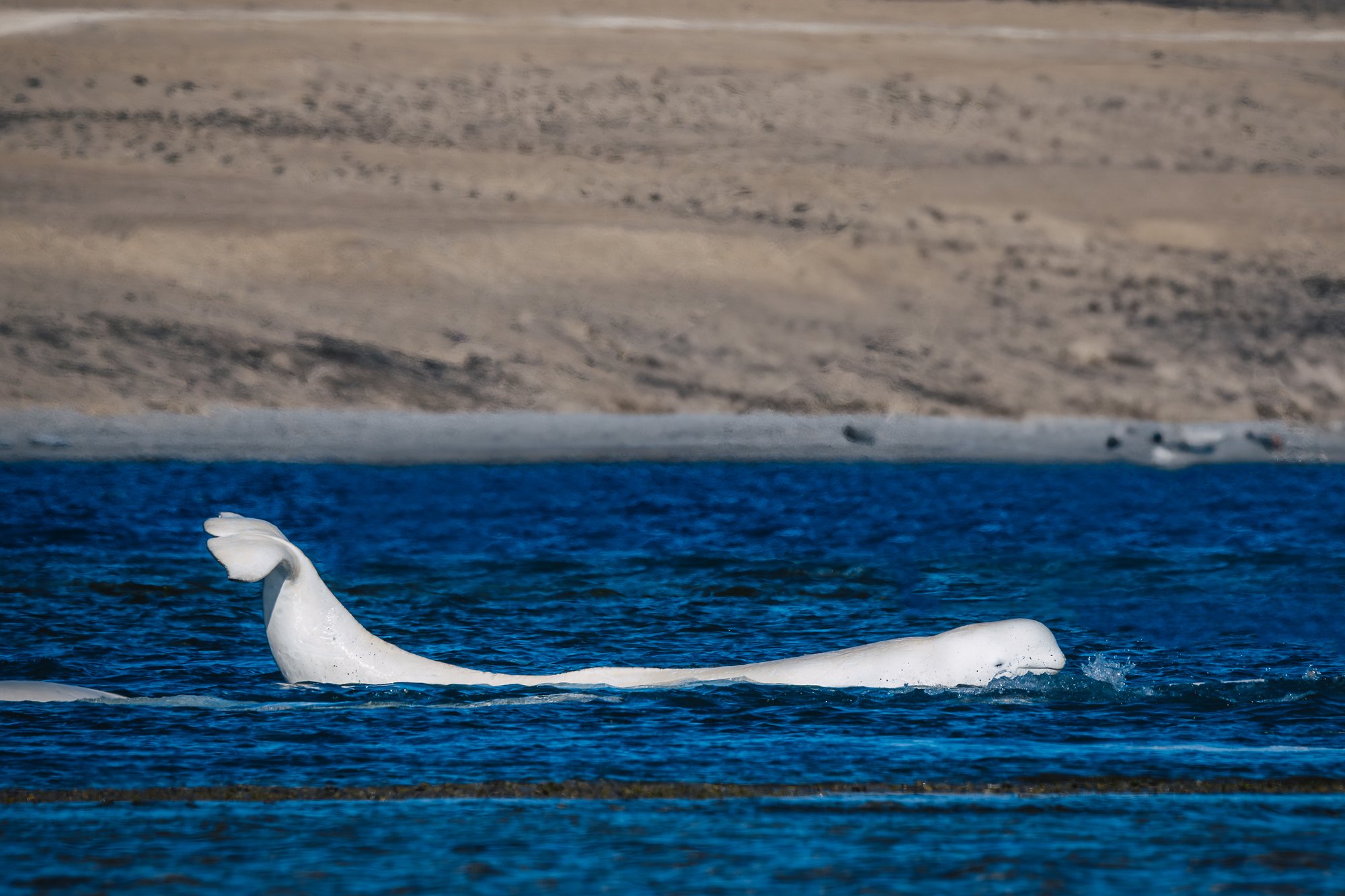 A beluga arching its tail out of the water in front of the brown shore