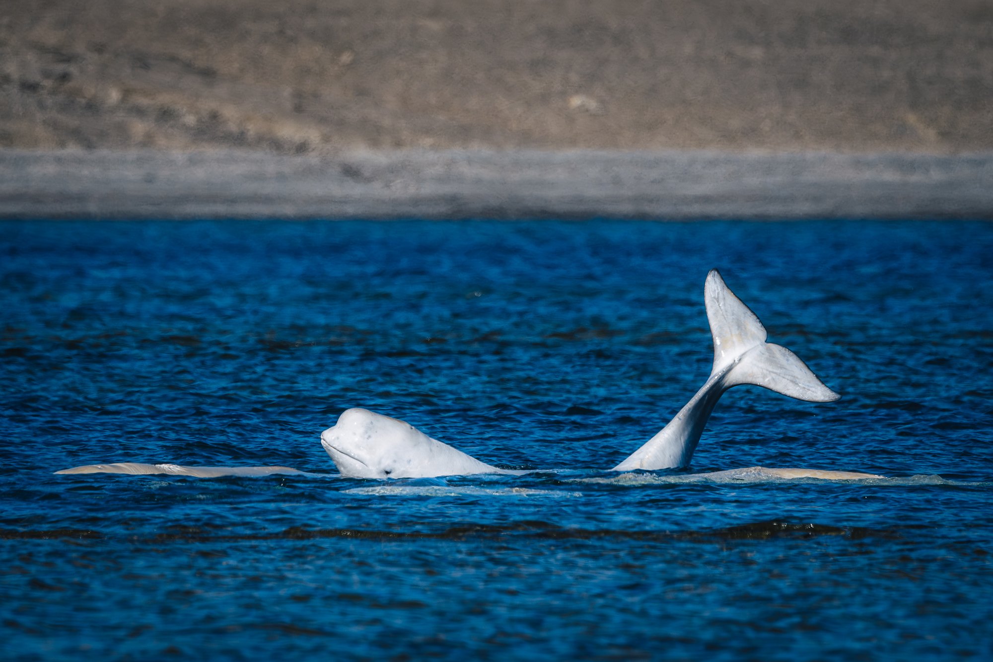 A beluga in the banana posture, head raised at one end and tail raised at the other, body curved between