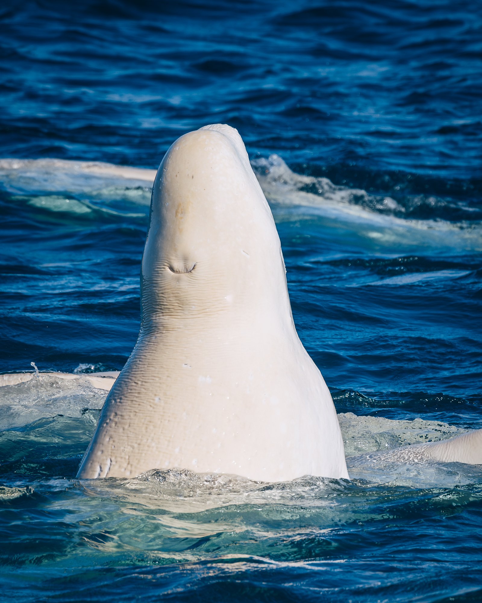Close-up of a beluga spy-hopping toward the camera, the blowhole on top of its head