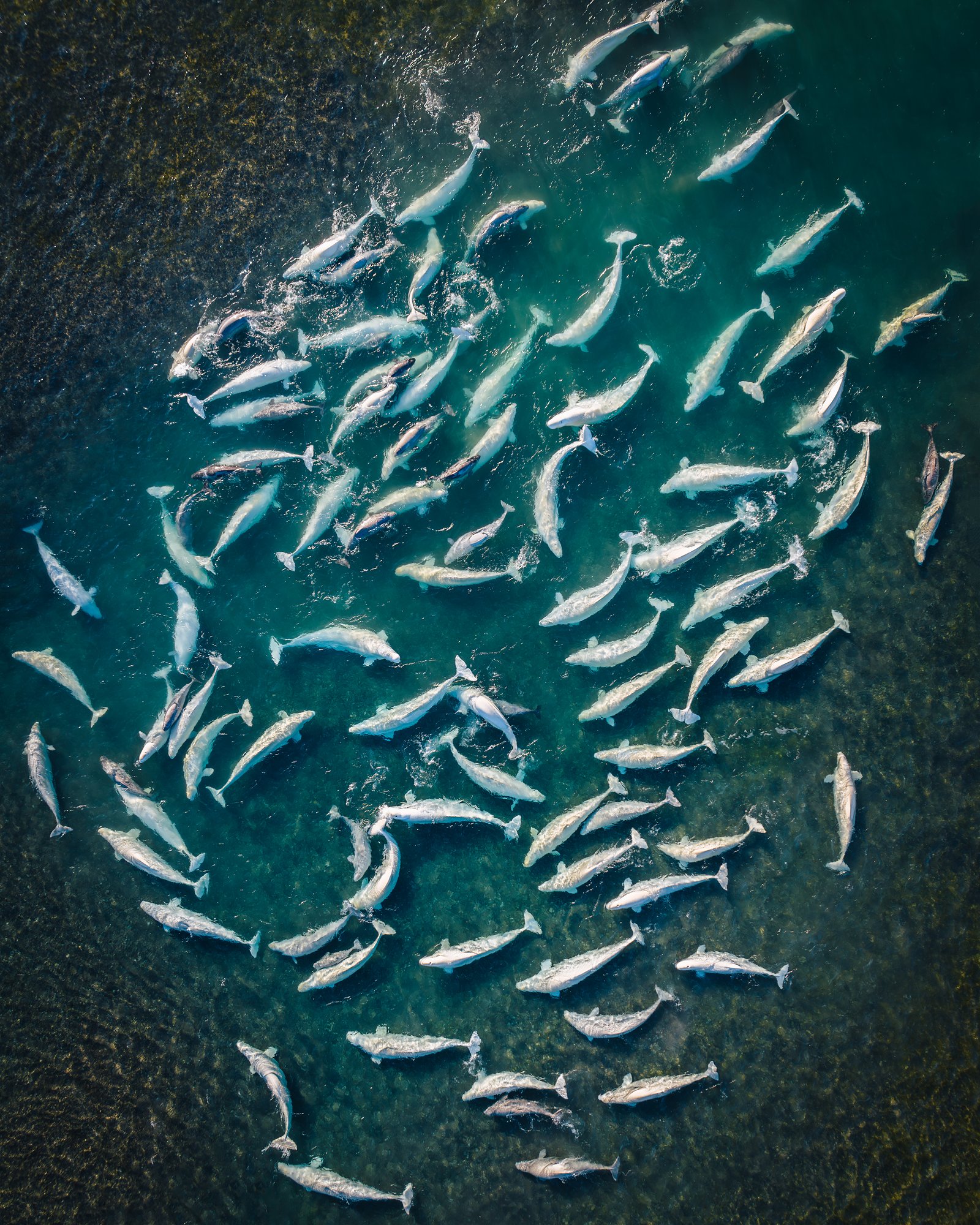 Top-down view of about a hundred belugas packed together over a gravel bottom, gray calves among them