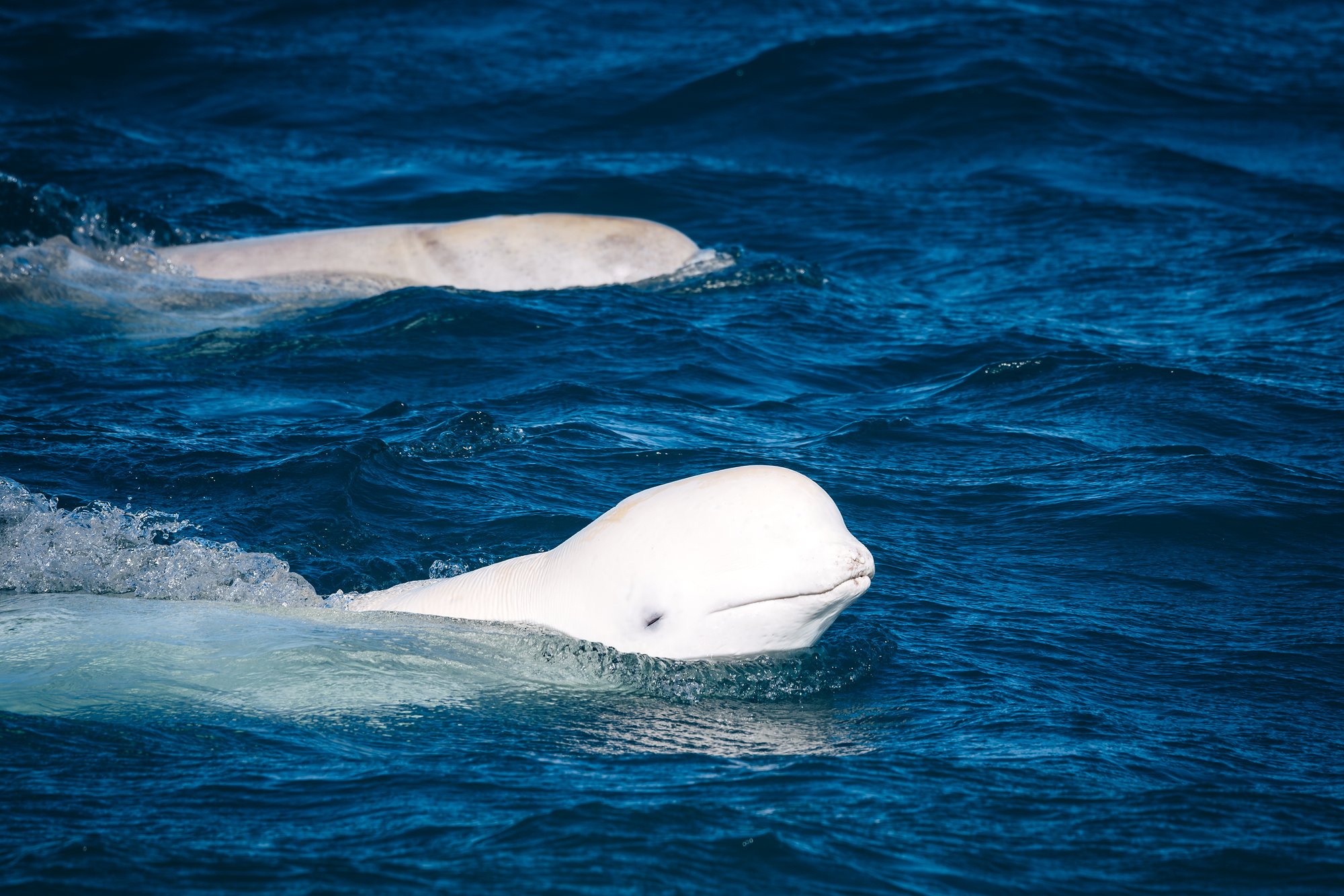Close-up of a beluga's head at the surface, its eye and upturned mouth line visible