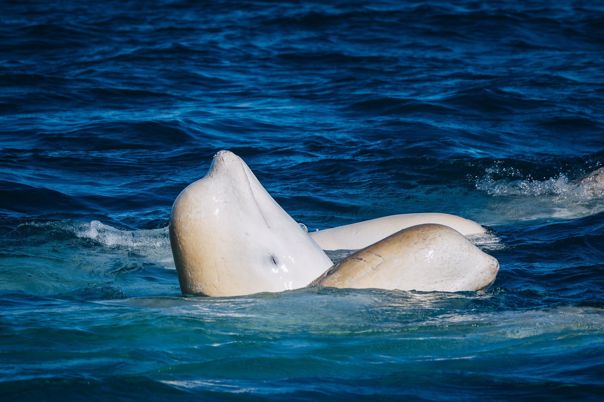 Two belugas at the surface, one lifting its head, pale yellow patches of old molting skin on its body