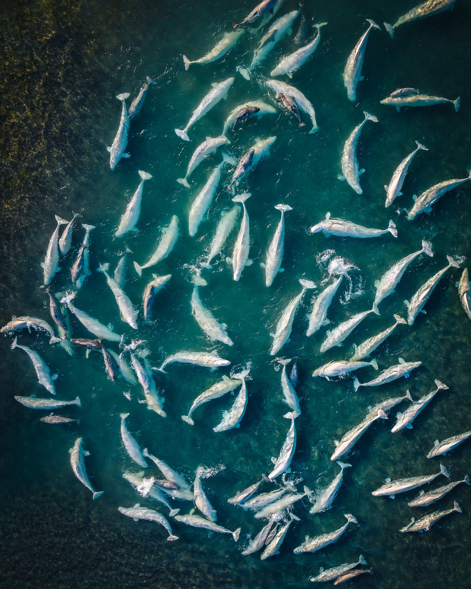 Top-down view of a dense pod of belugas spiraling in the shallows, gray calves beside their mothers