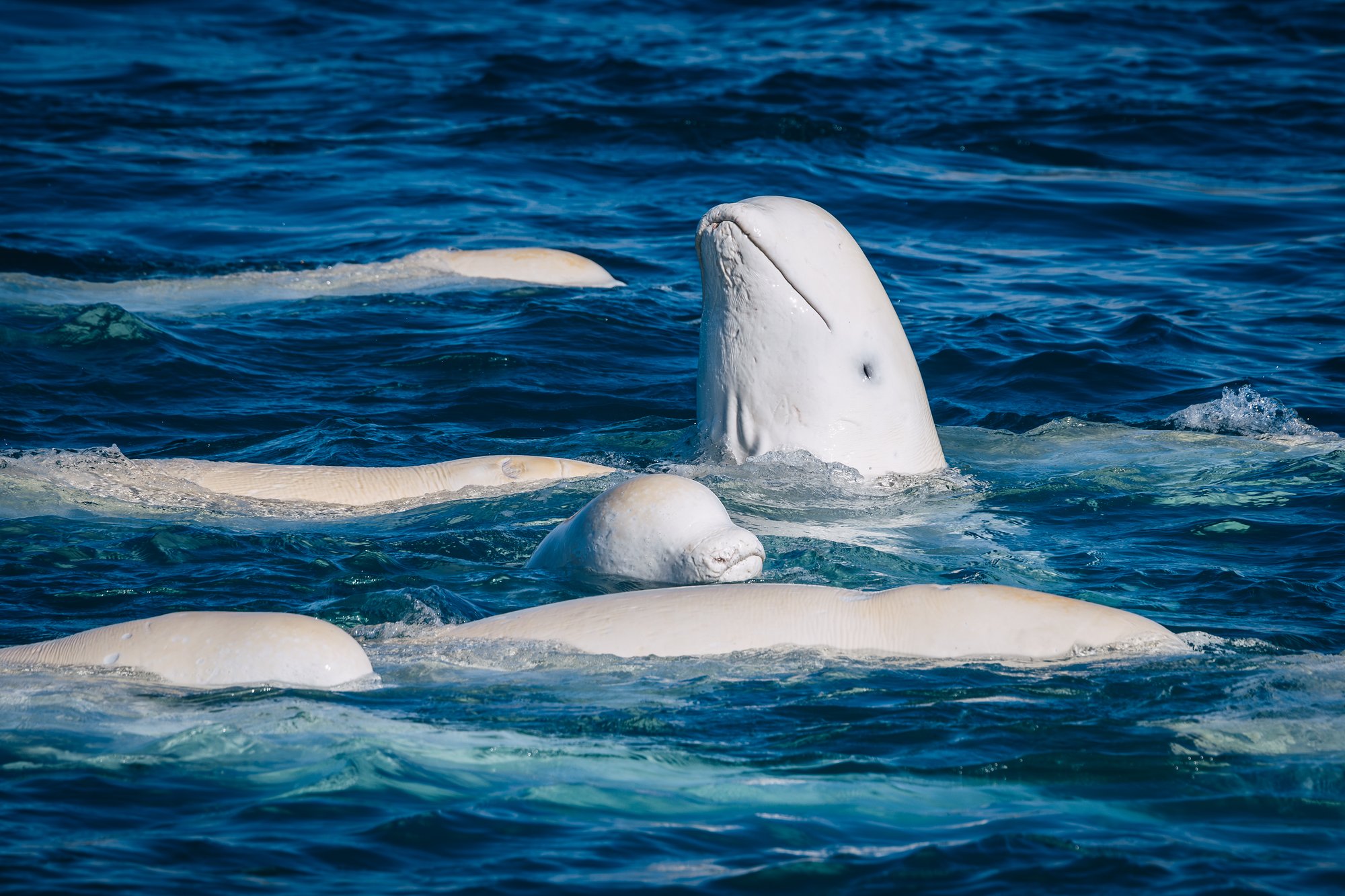 A beluga spy-hopping tall among the backs of a crowd of whales