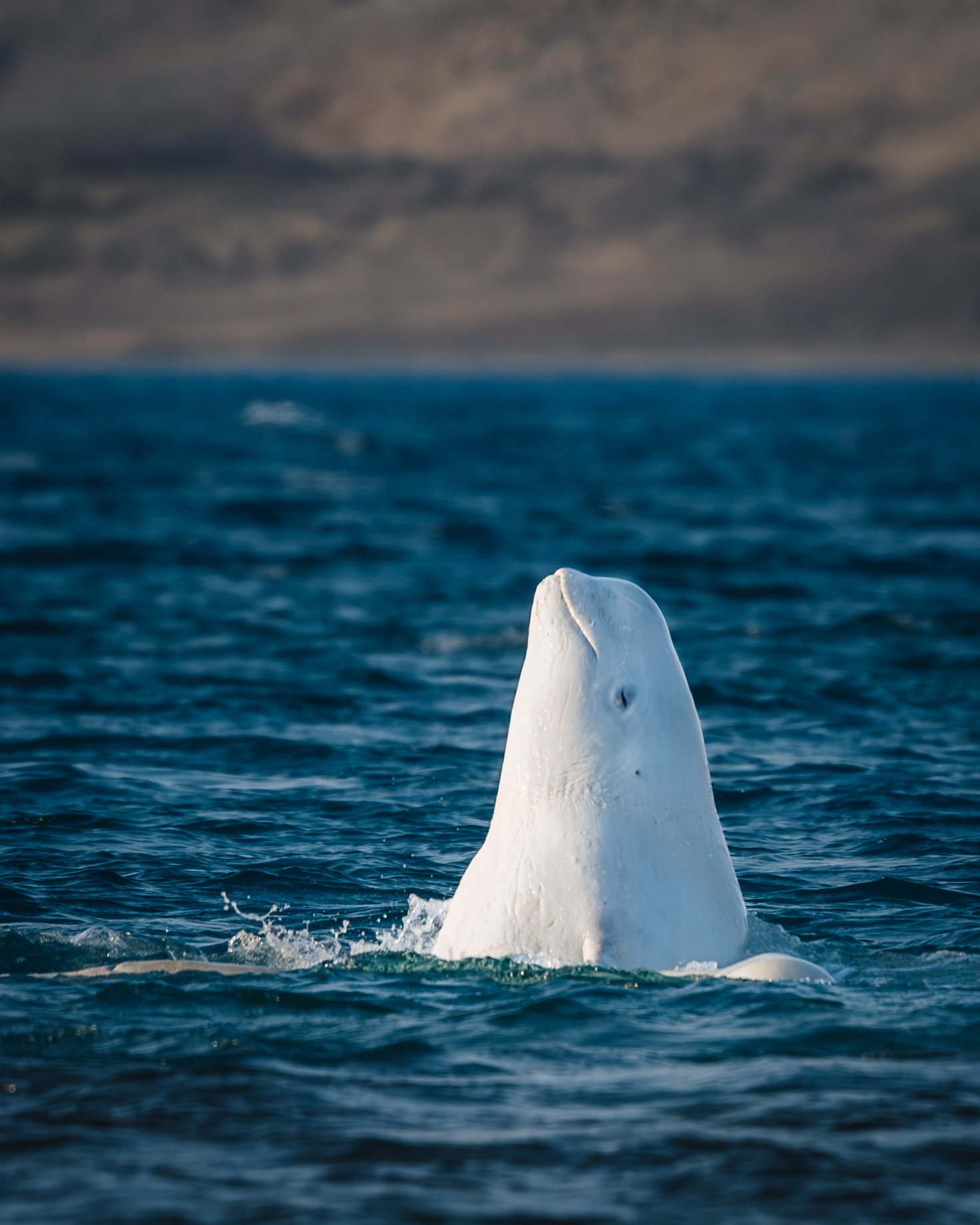 A single beluga spy-hopping straight up out of the water, its eye visible, a blurred hillside behind