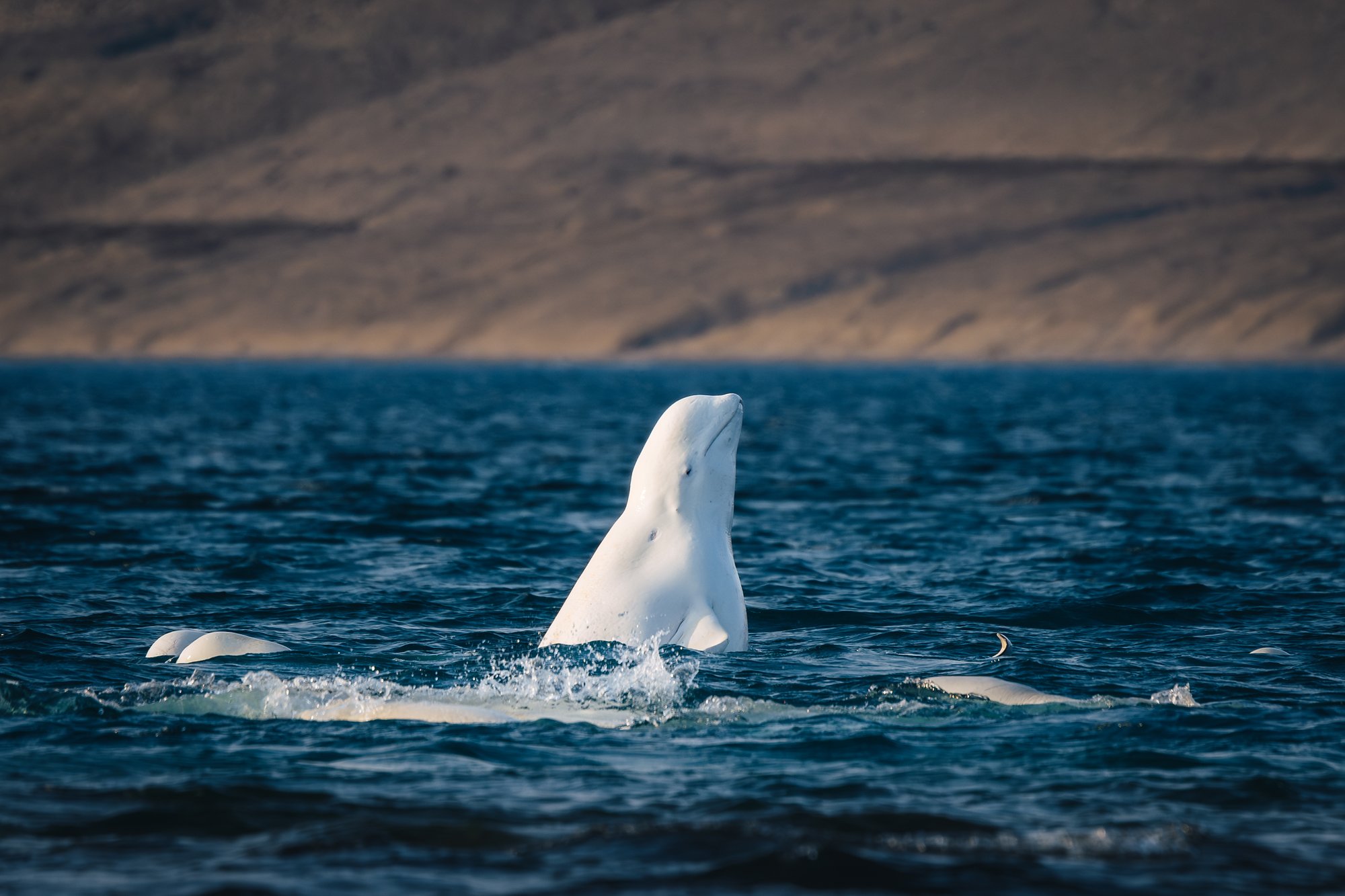 A beluga rising vertically out of the water with a splash at its base, other whales at the surface