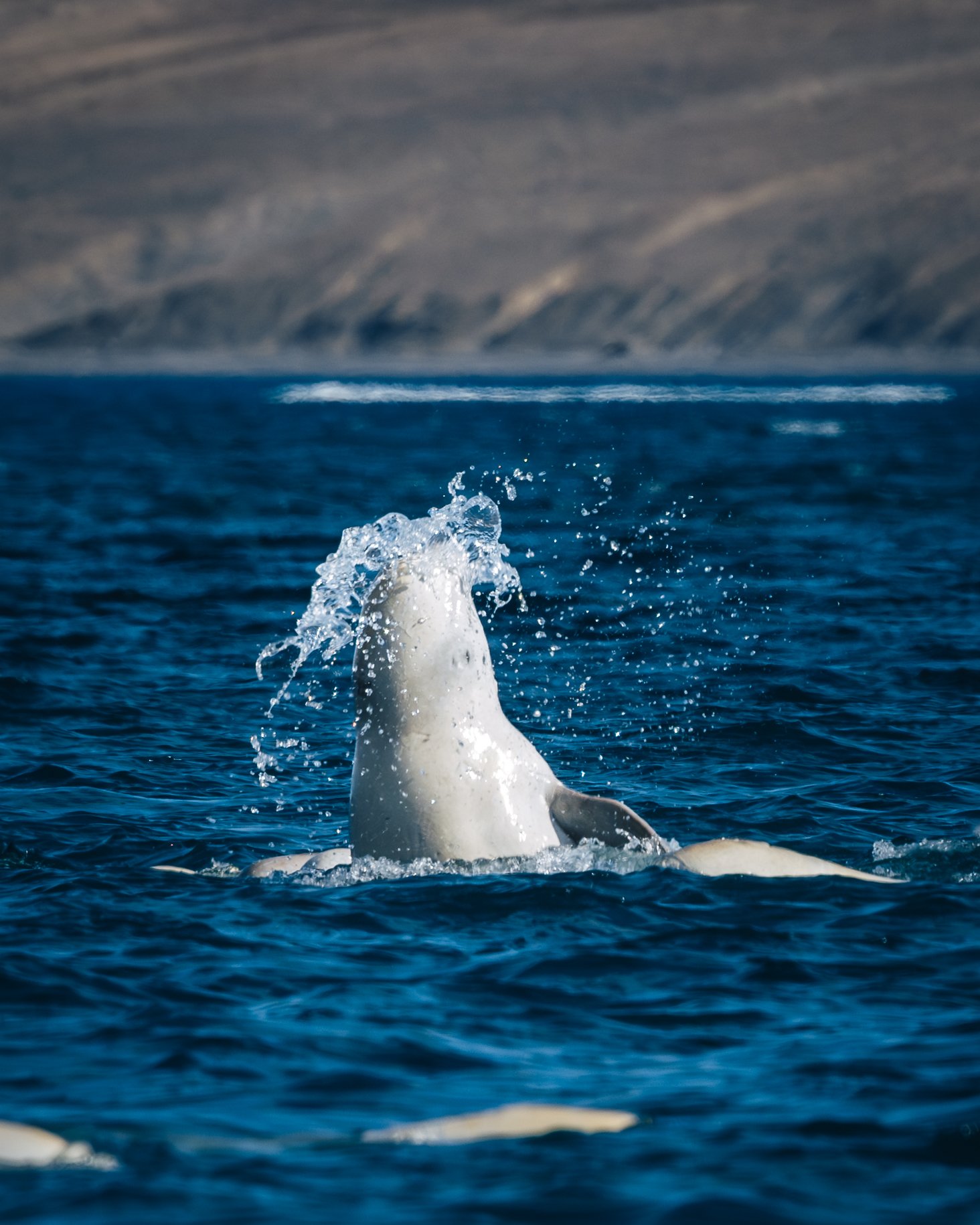 A beluga spy-hopping with water cascading off its head