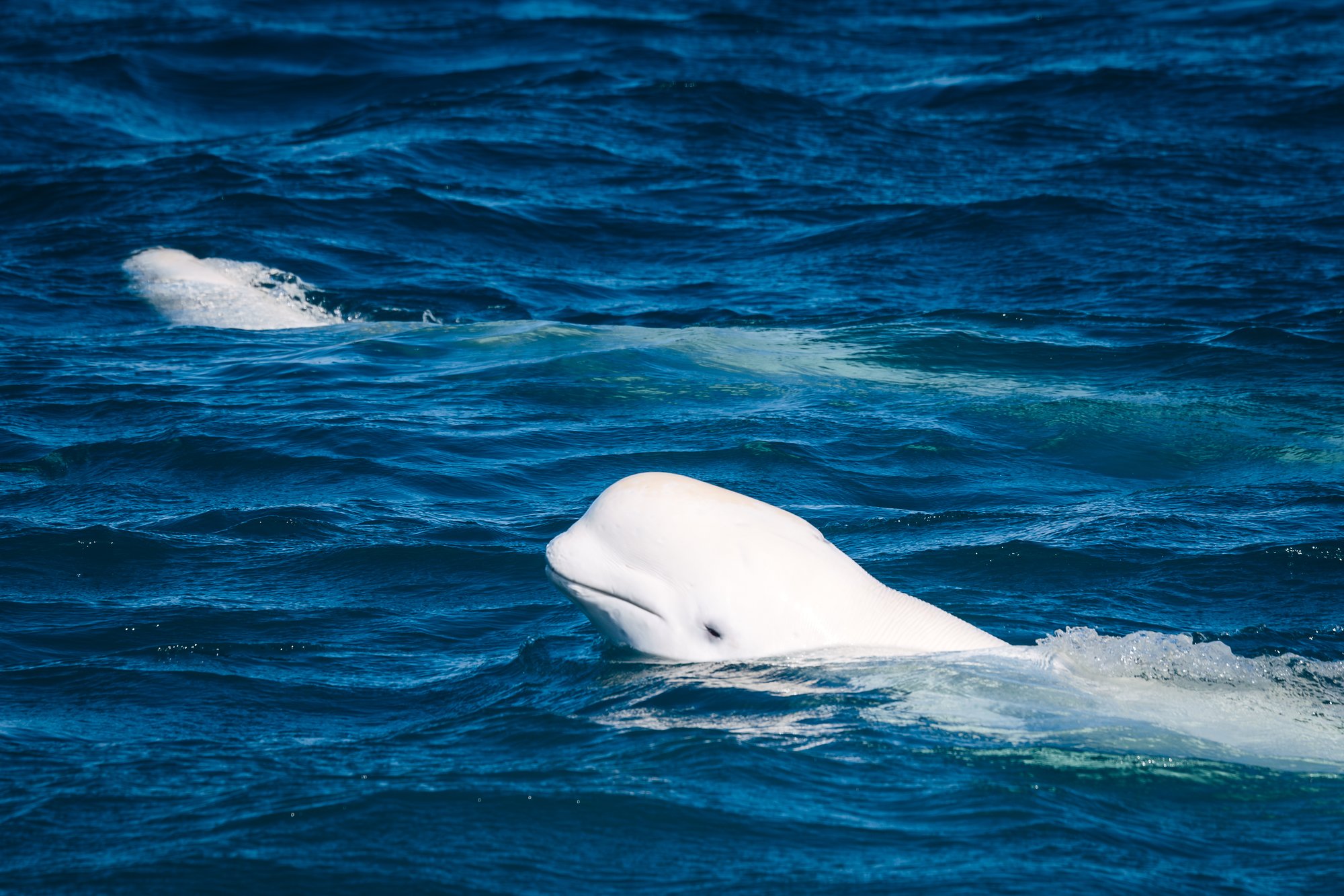 A beluga's head at the surface, another whale behind it