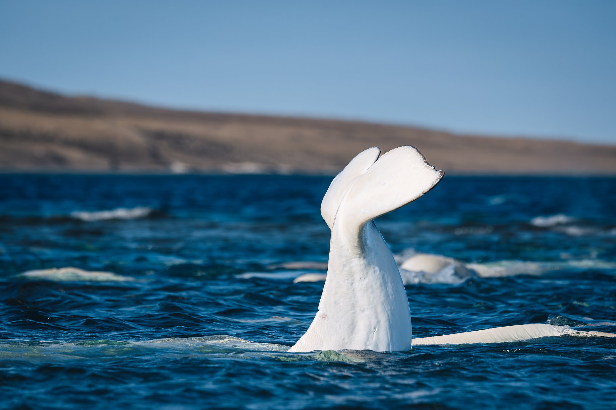 Beluga tail flukes raised vertically out of the water, other whales at the surface