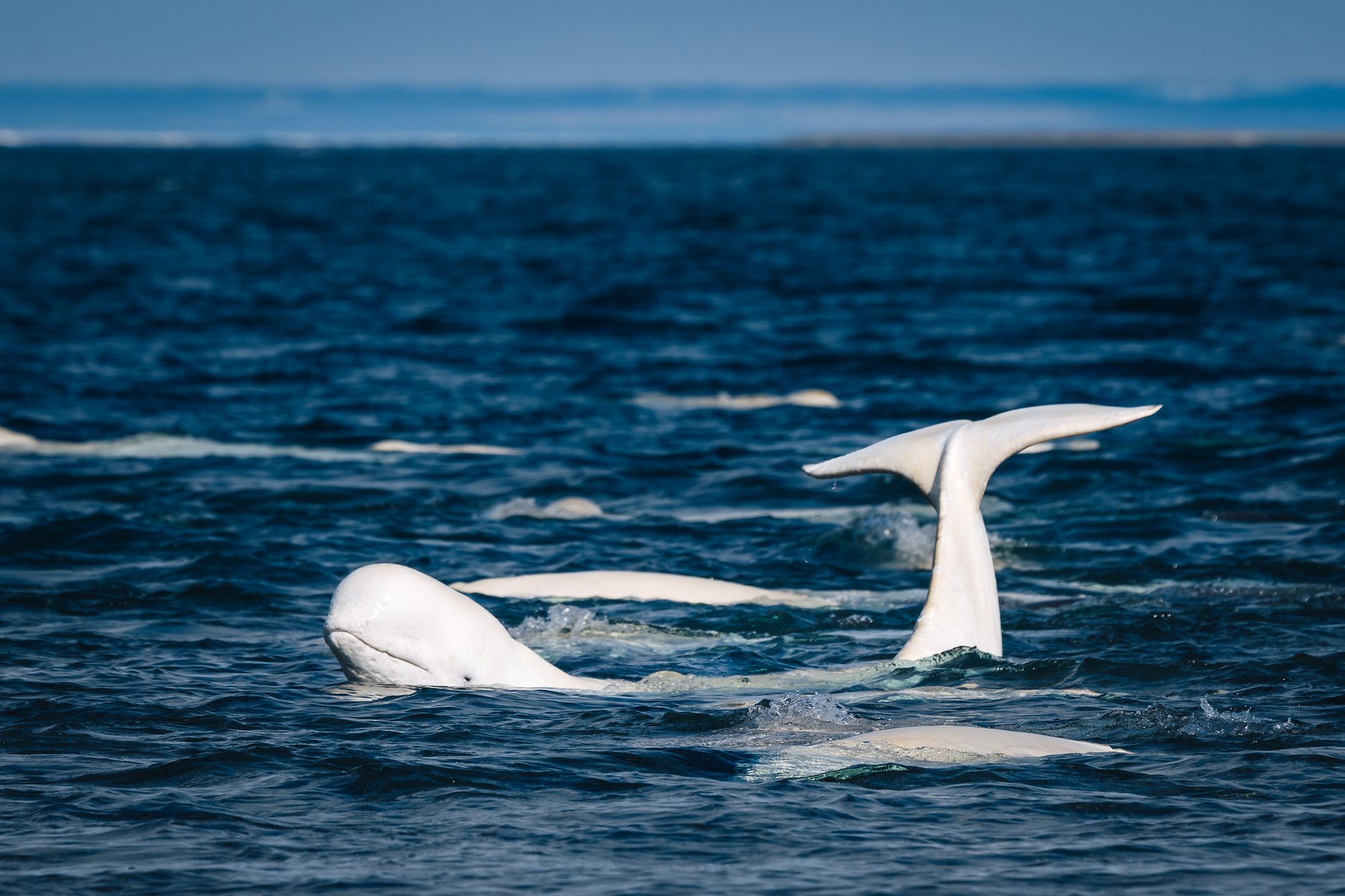 A beluga lifting its tail clear of the water while another surfaces beside it
