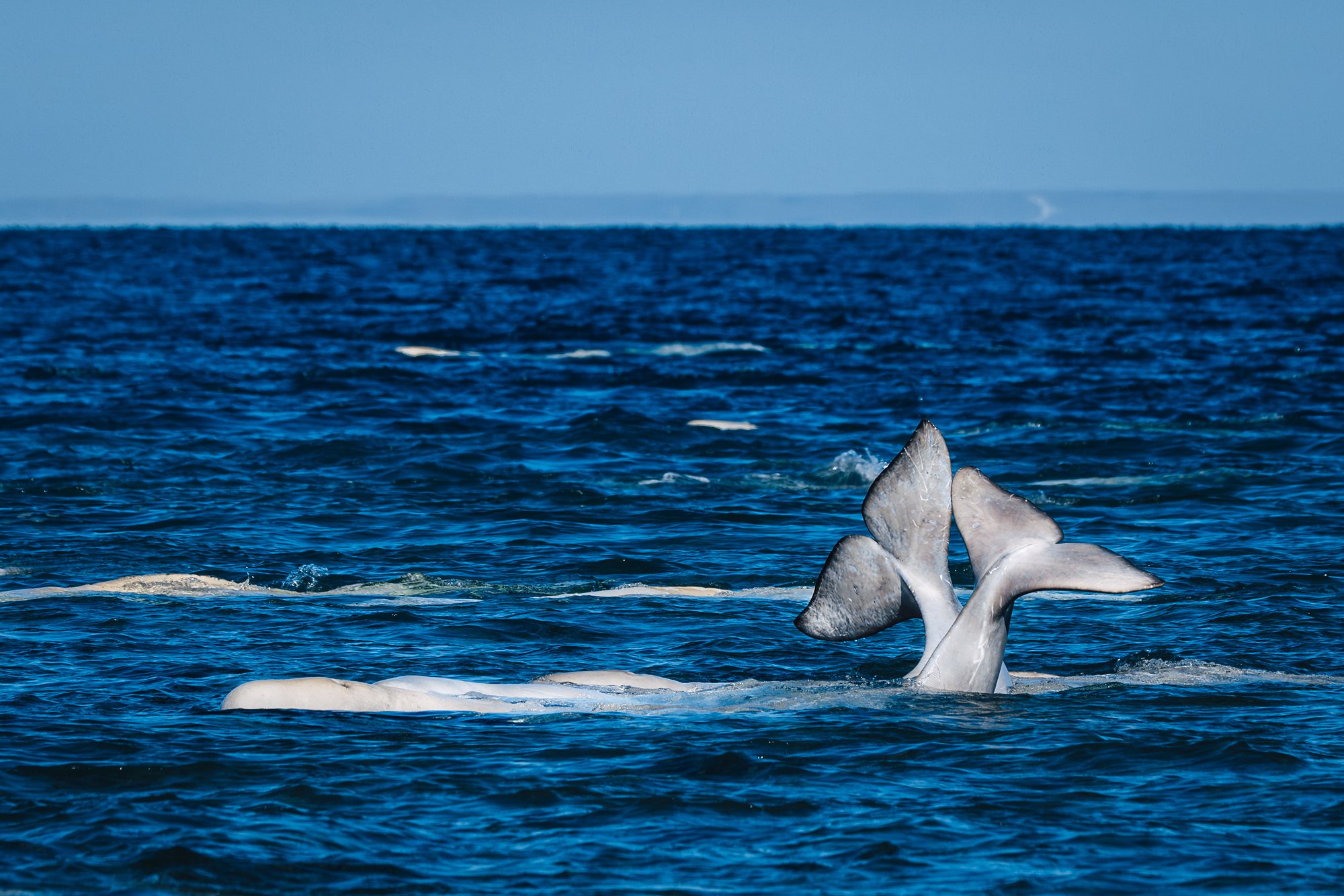 Two beluga tails crossed above the water, other whales surfacing behind, flat horizon and blue sky
