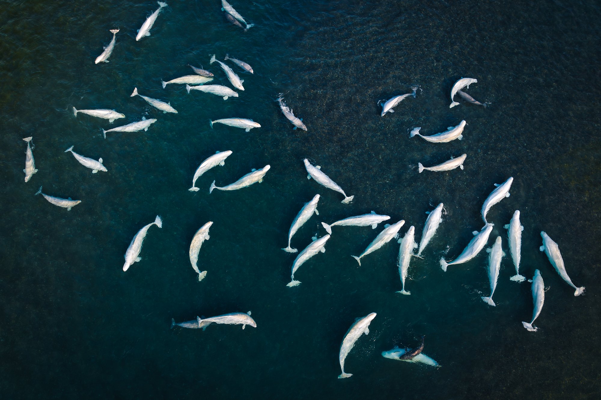 Top-down view of dozens of belugas and their gray calves scattered across the dark green water of Cunningham Inlet