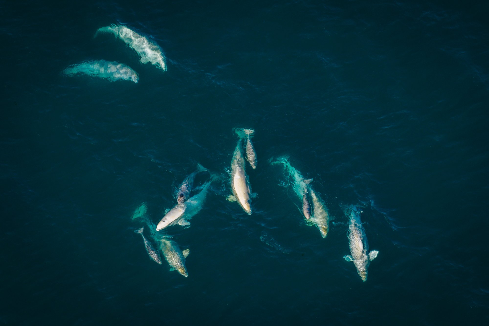 Top-down view of about a dozen belugas with gray calves in dark teal water