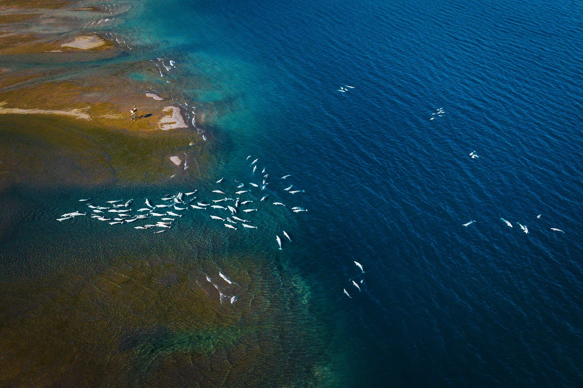 Aerial view of a line of belugas moving along the edge where the brown estuary shallows meet deep blue water