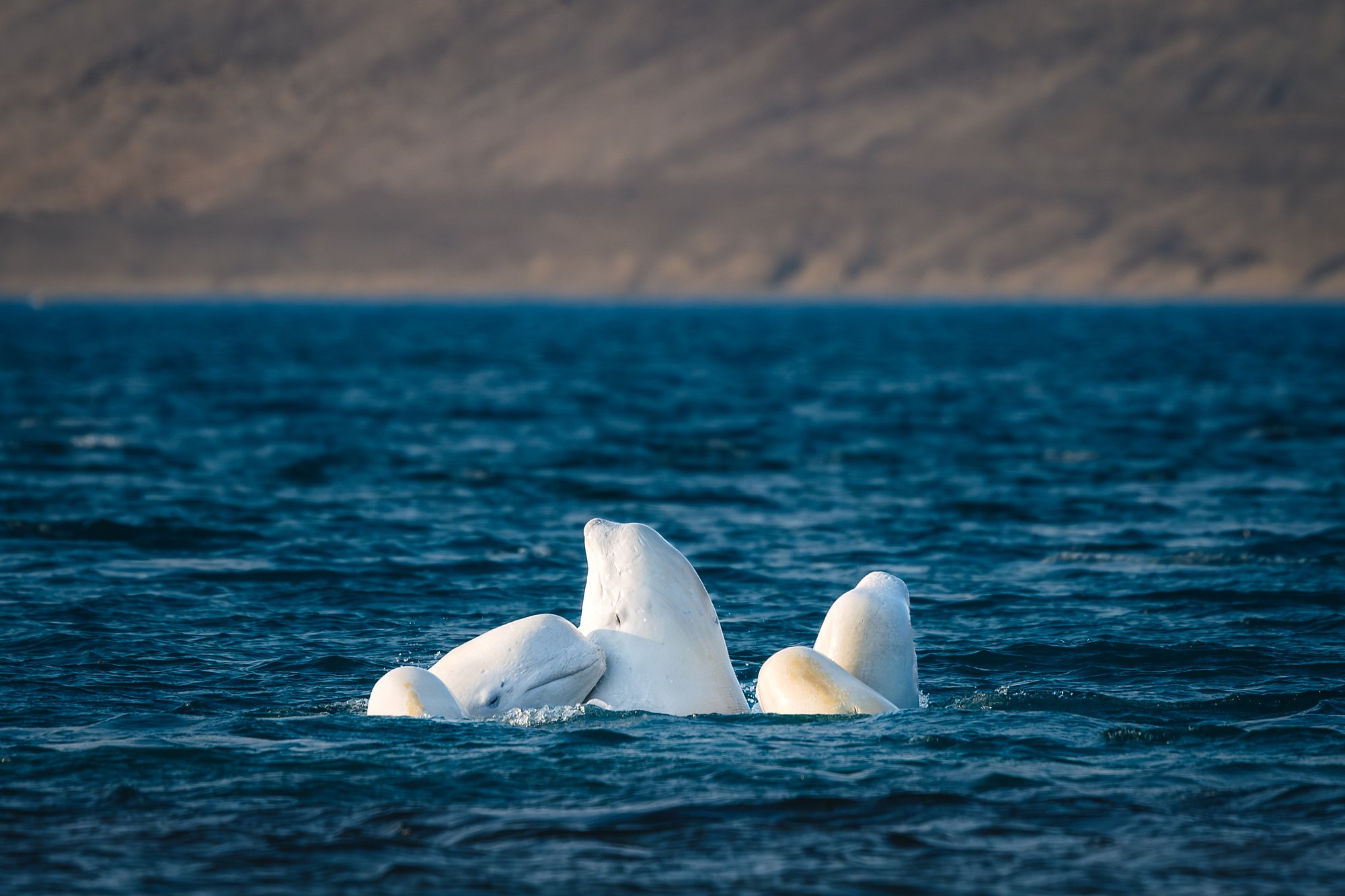 A knot of belugas, one rising in the middle, yellowish molting skin on some
