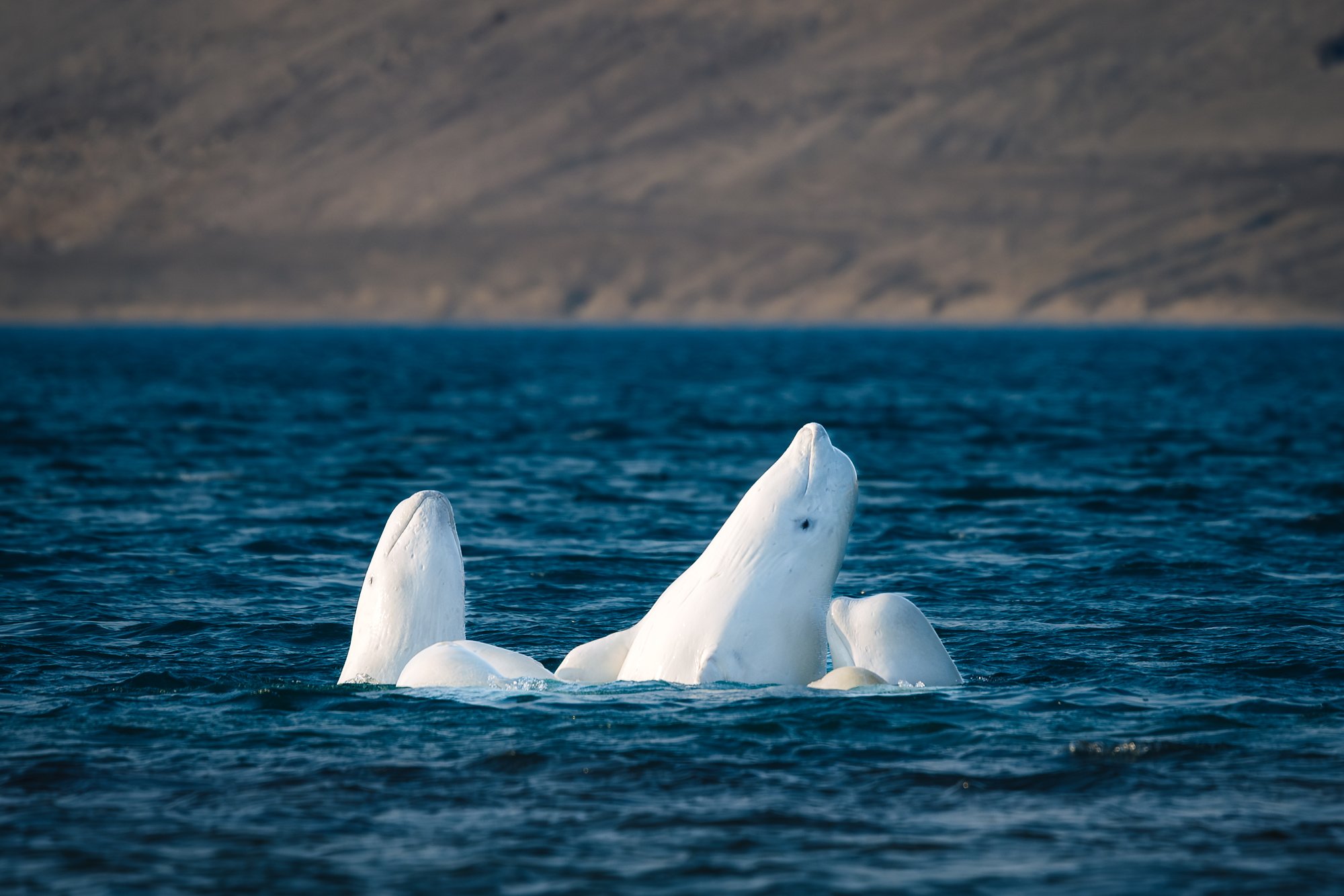 Two belugas spy-hopping side by side in deep blue water, a brown hillside behind