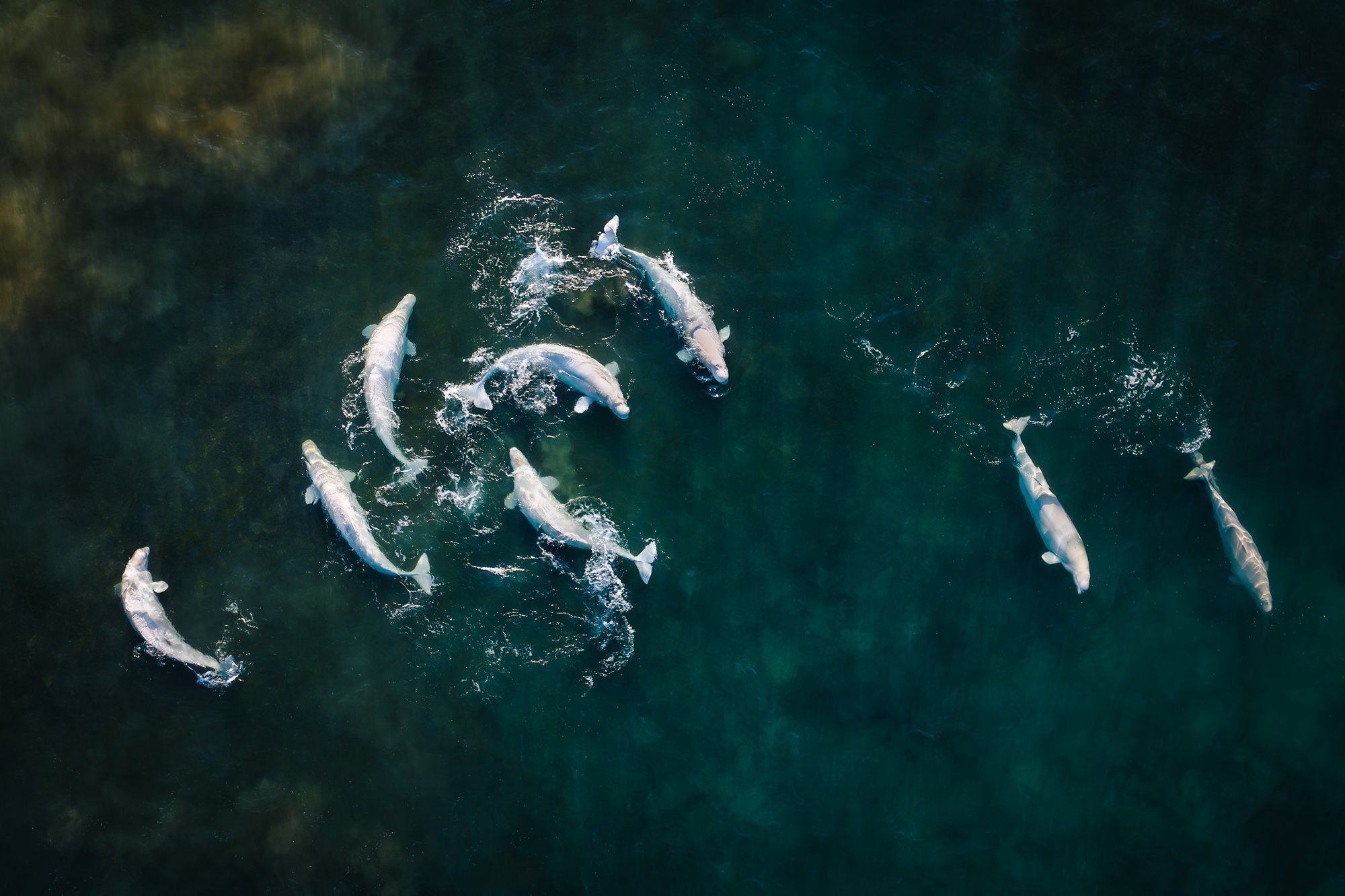 Top-down view of eight belugas swirling together and churning the teal water white