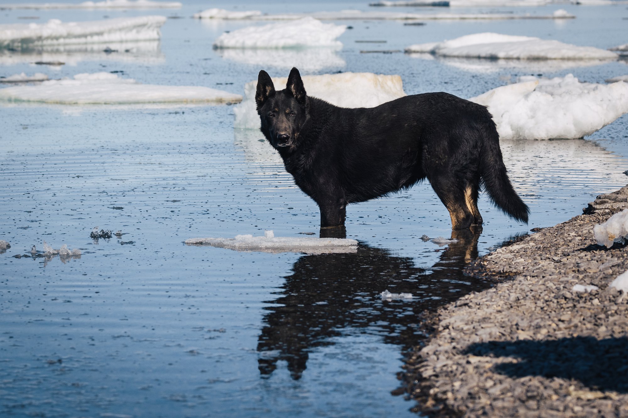 The black camp dog standing in the shallows among stranded ice floes