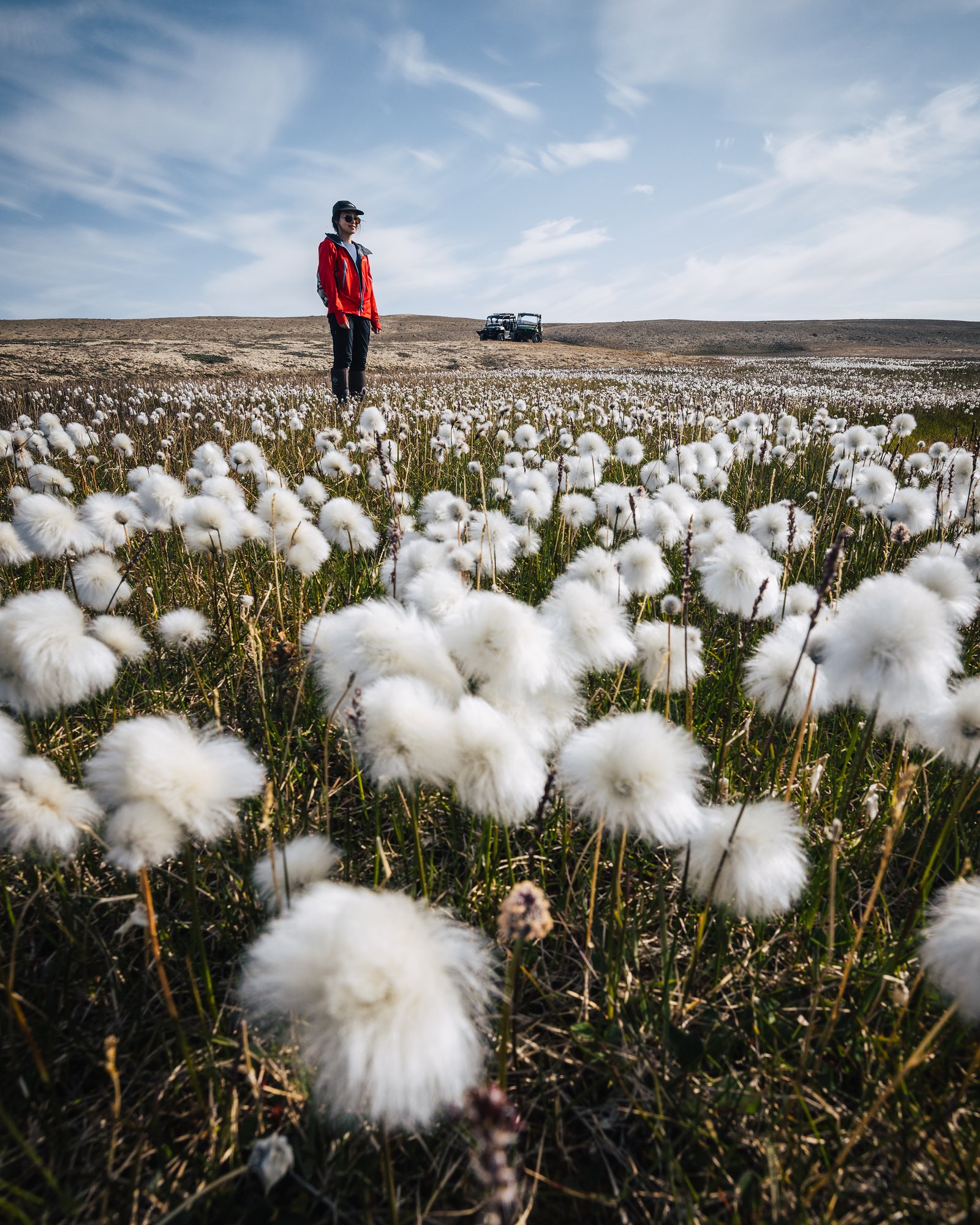 A guest in a red jacket standing beyond a field of cottongrass