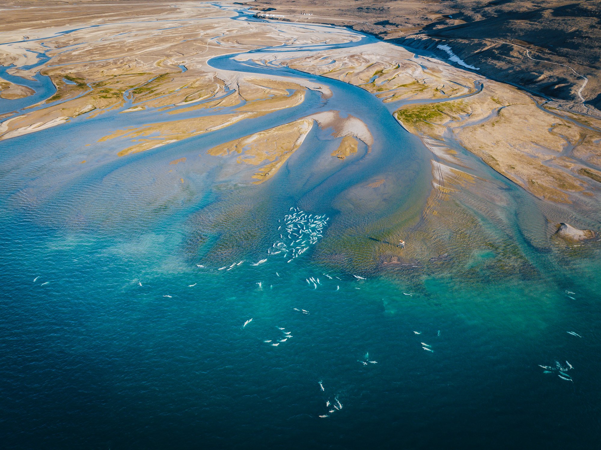 Aerial view of the Cunningham River delta pouring into the inlet, belugas gathered as white flecks in the turquoise shallows