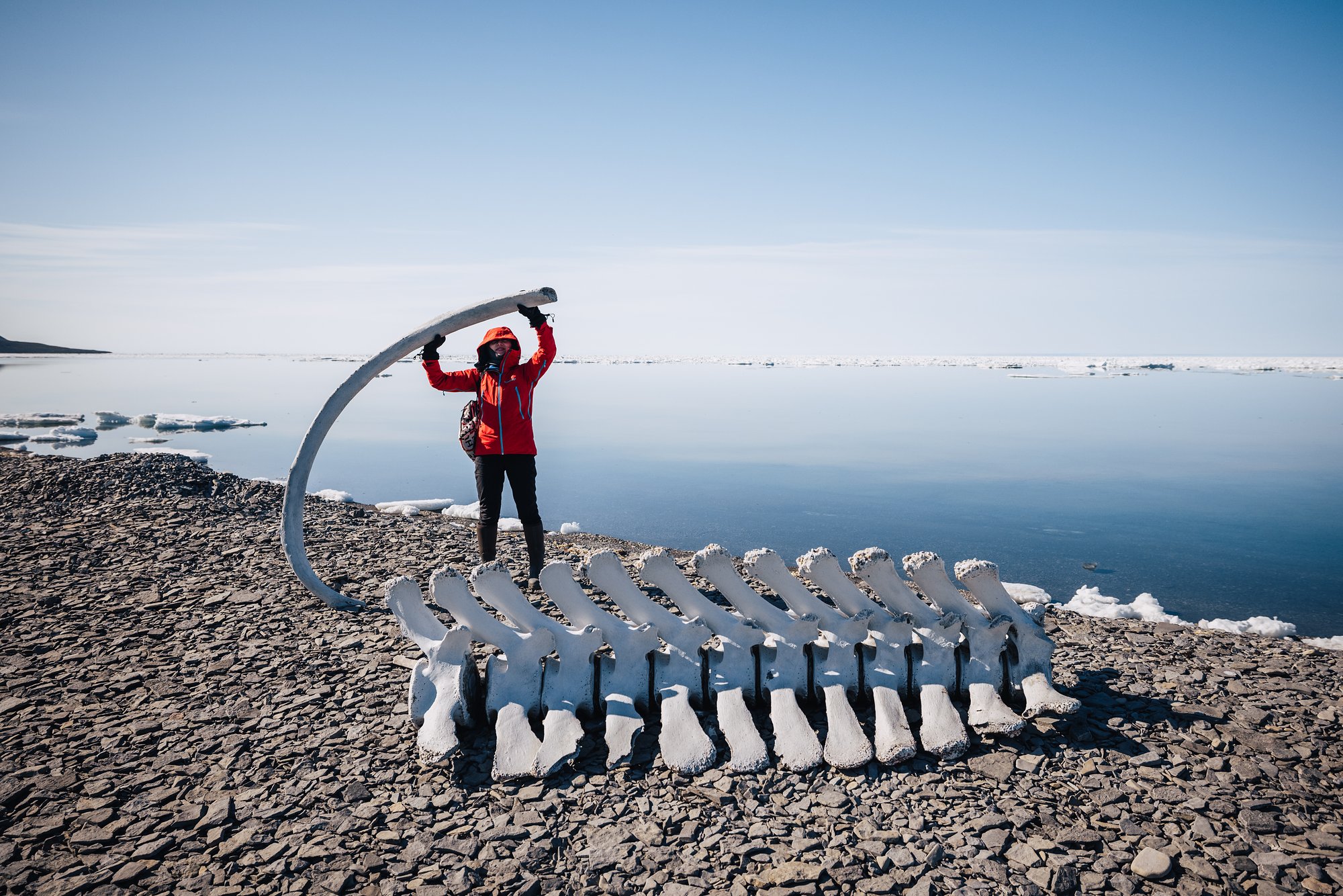 Grace in a red jacket holding a long whale bone over her head beside a whale skeleton on the beach