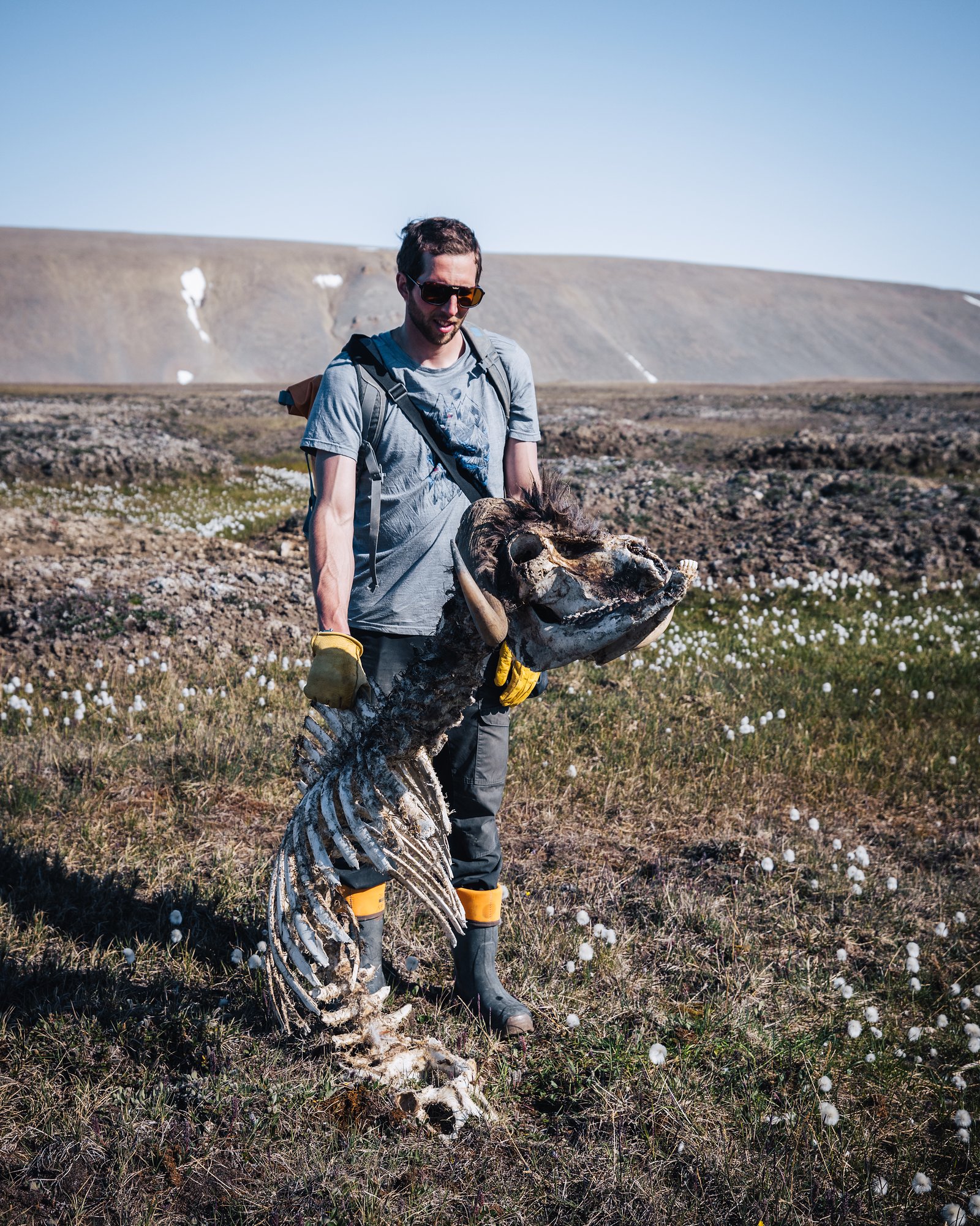 Our guide holding up a musk ox skull with curled horns, the ribcage at his feet among cottongrass