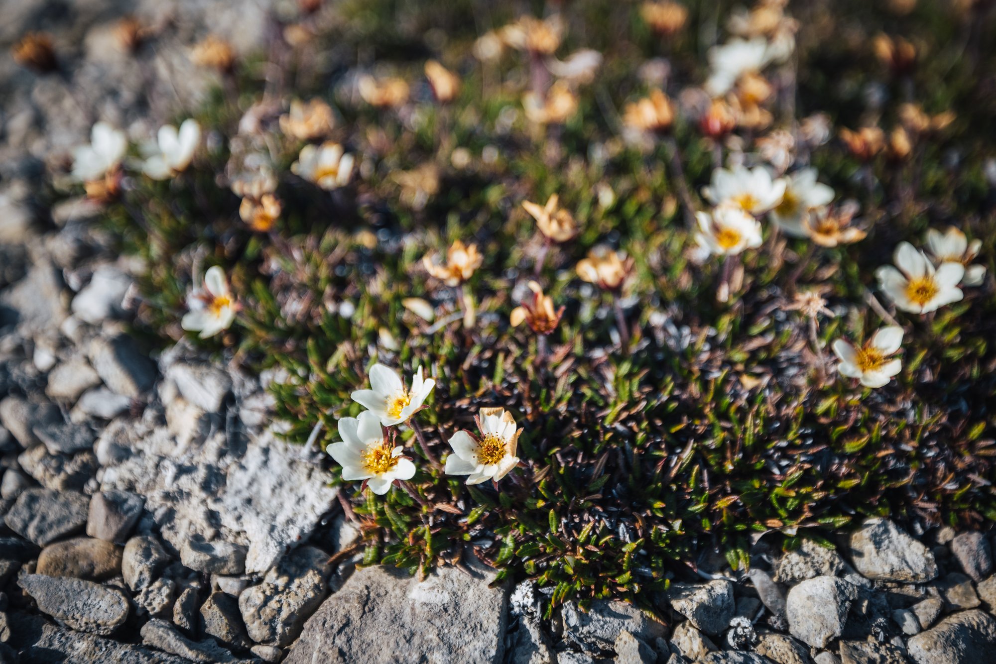 White mountain avens with yellow centers growing from stony tundra ground