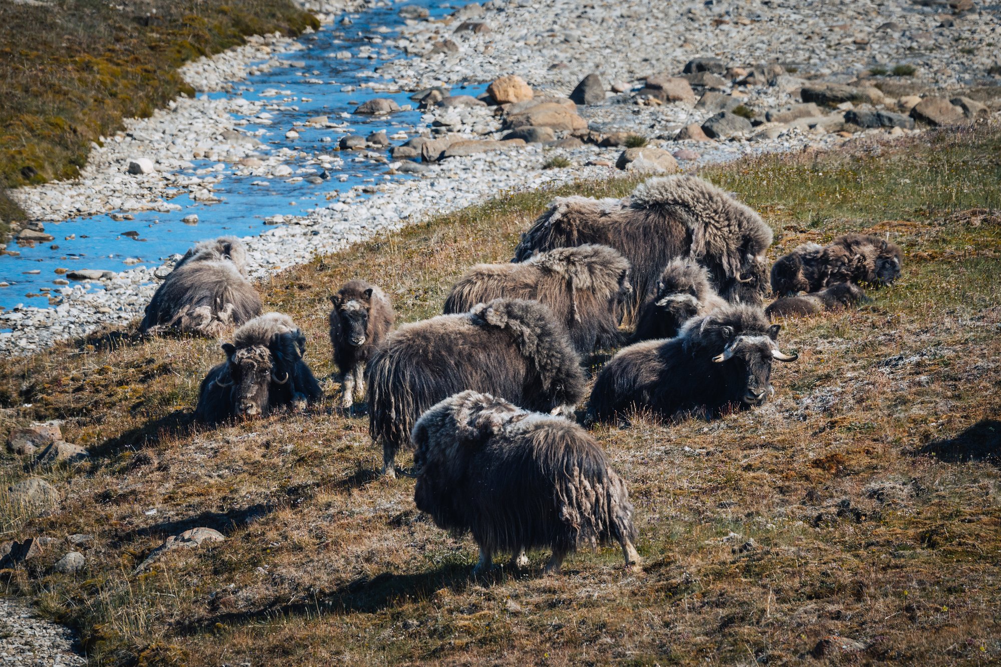 A herd of musk oxen with calves grazing on a grassy bank beside a stream
