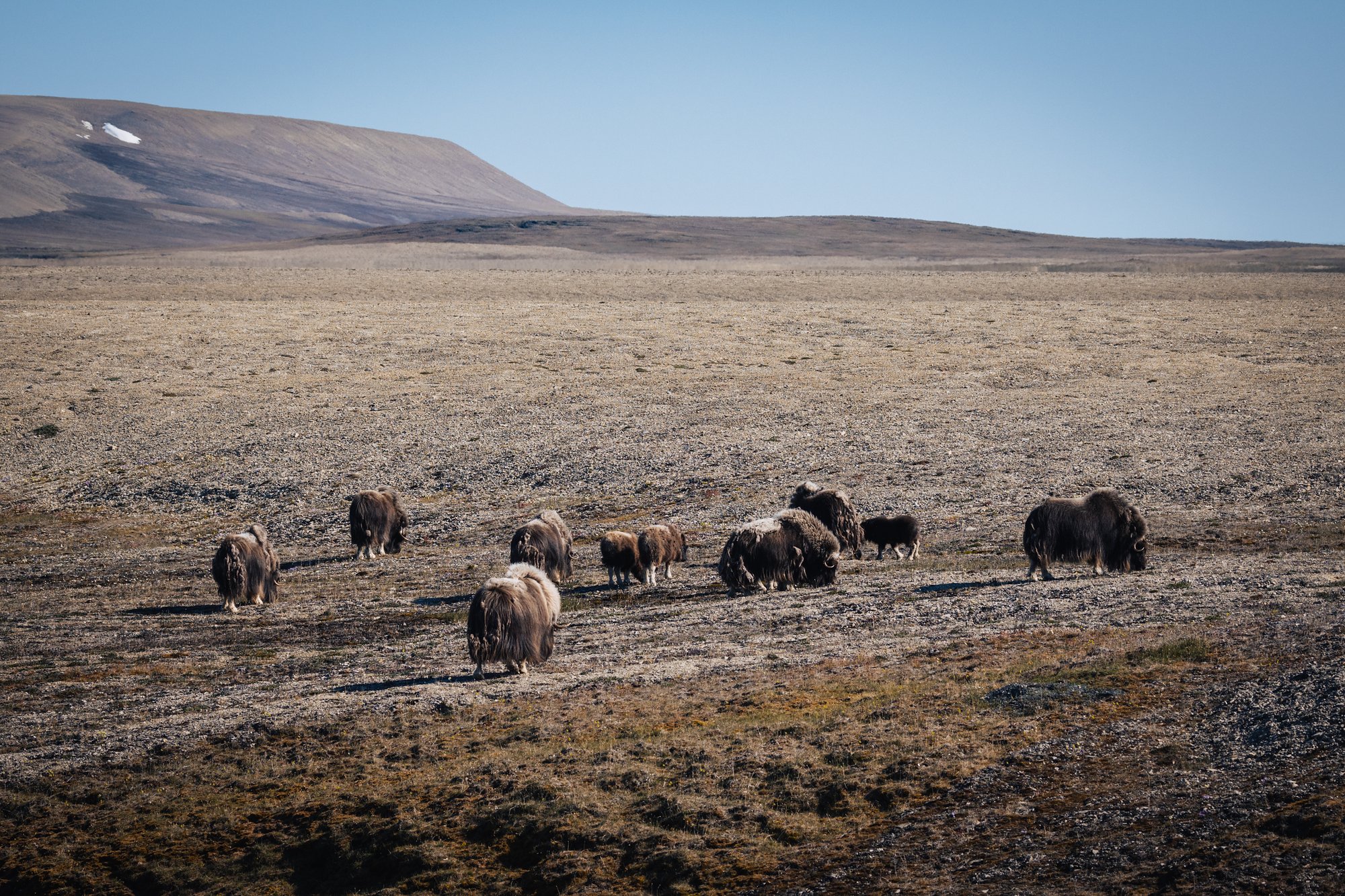 A herd of about a dozen musk oxen spread across the open tundra of Somerset Island