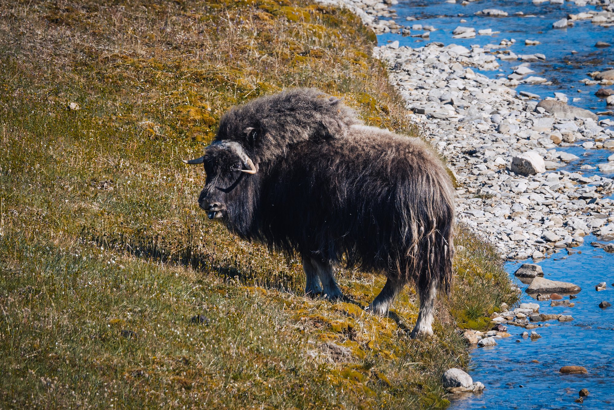 A musk ox with long curved horns and a shaggy coat grazing on a green bank beside a stony stream