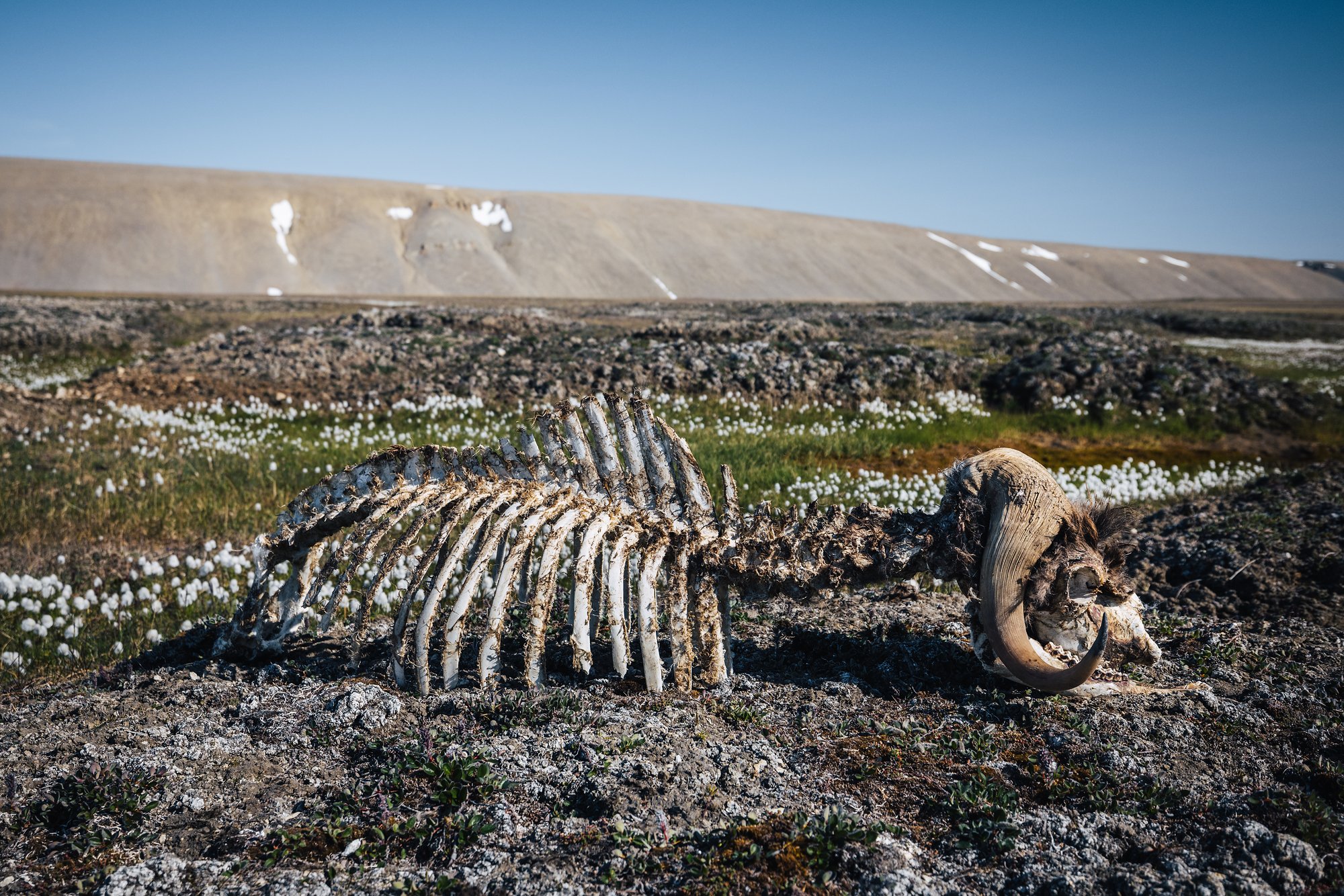 A musk ox skeleton, ribcage and horned skull, lying among cottongrass on the tundra