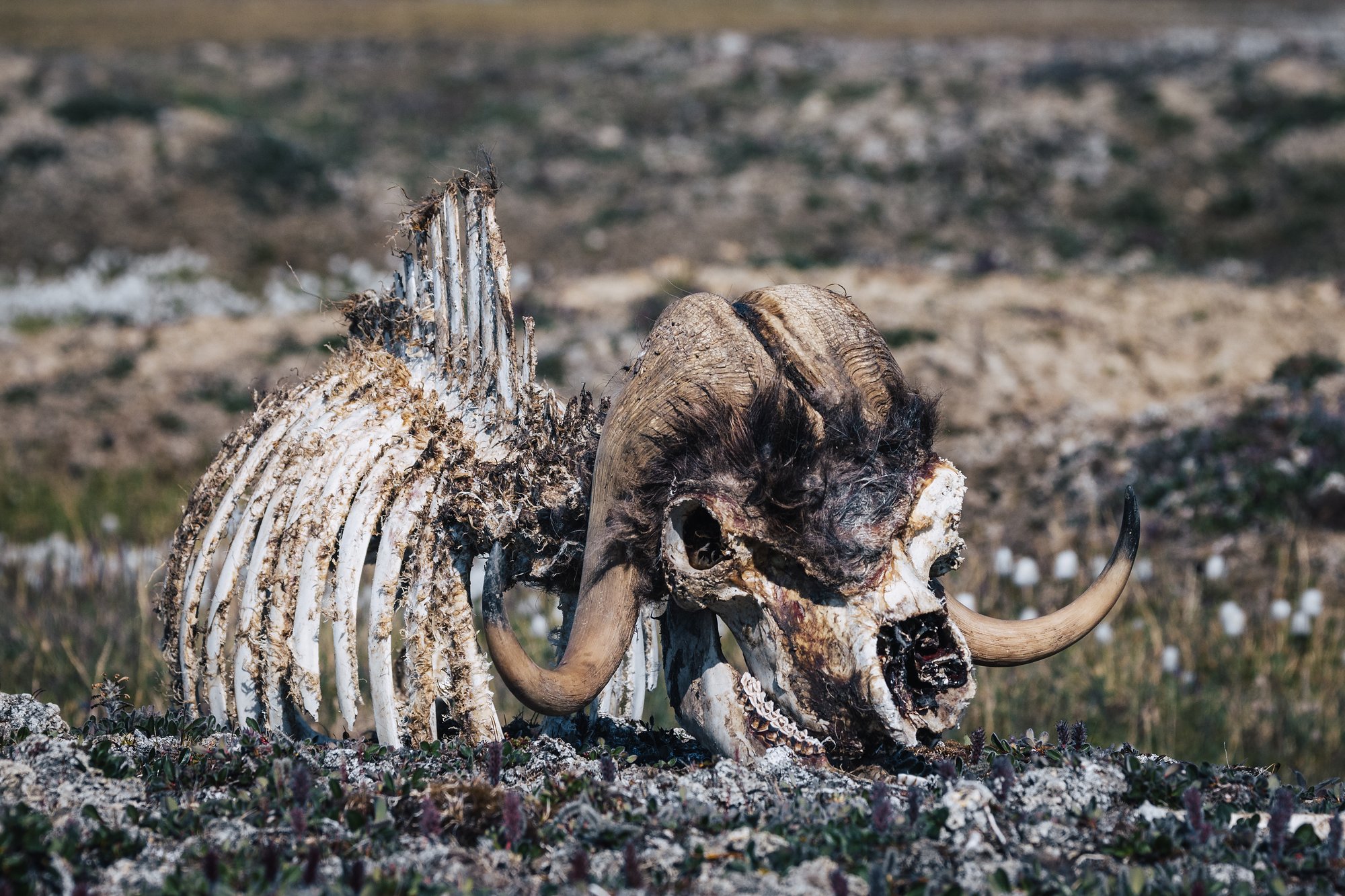 A musk ox skull with its horns still attached, beside its ribcage on the tundra