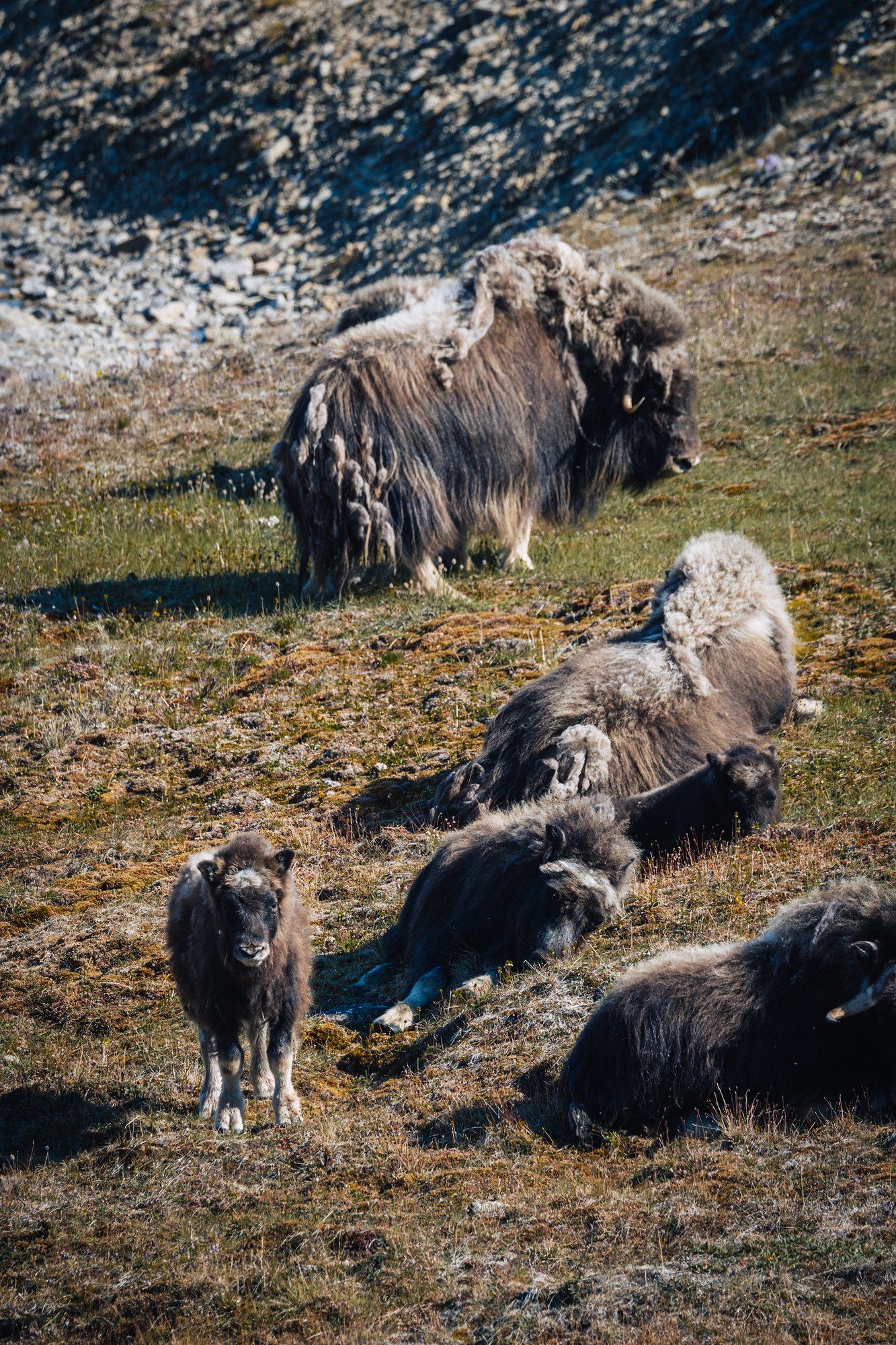 Musk oxen with calves on a slope, one calf facing the camera