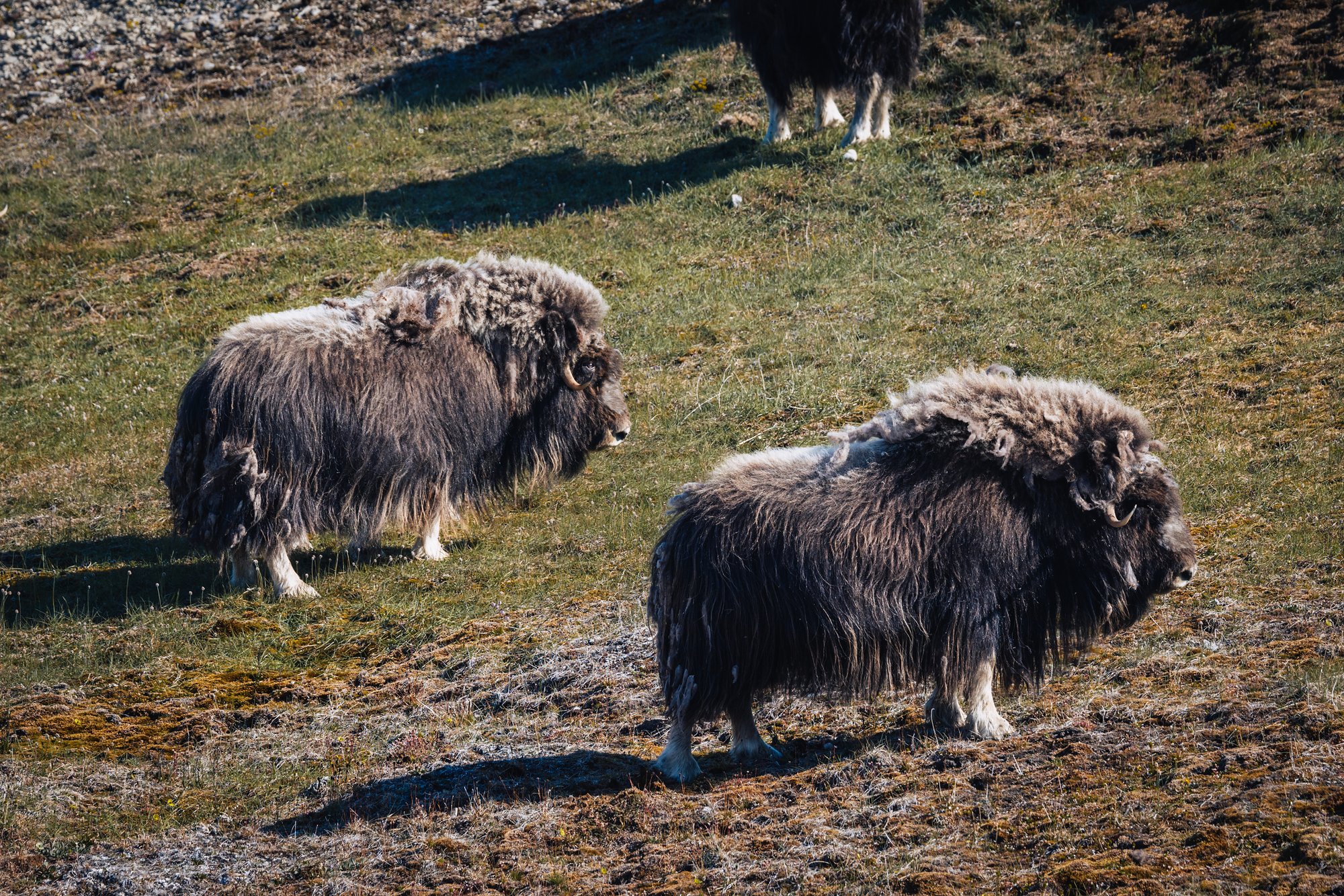 Two shaggy musk oxen grazing on the tundra, another behind them