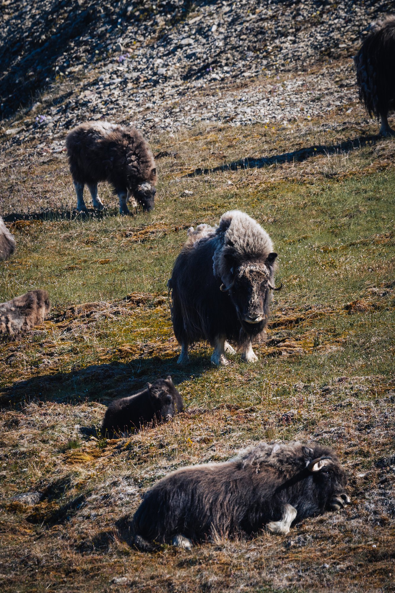 Musk oxen on a grassy slope, one standing, one lying down and a calf nearby