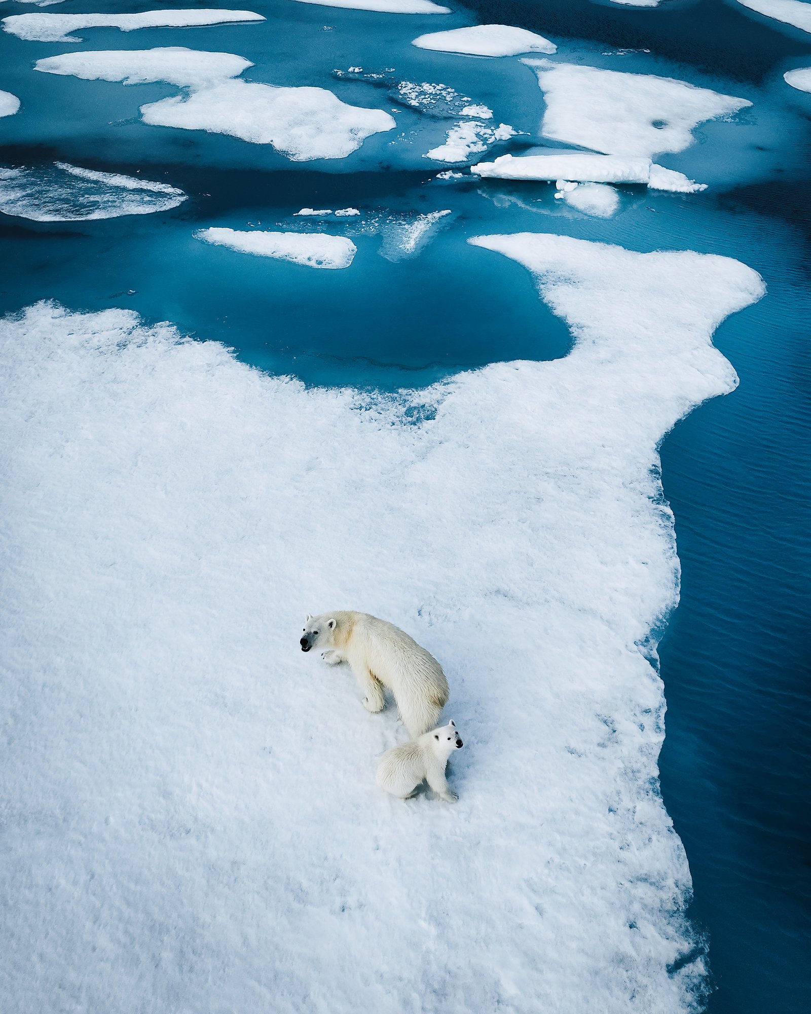 Aerial view of a polar bear cub pressed against its mother at the edge of an ice floe