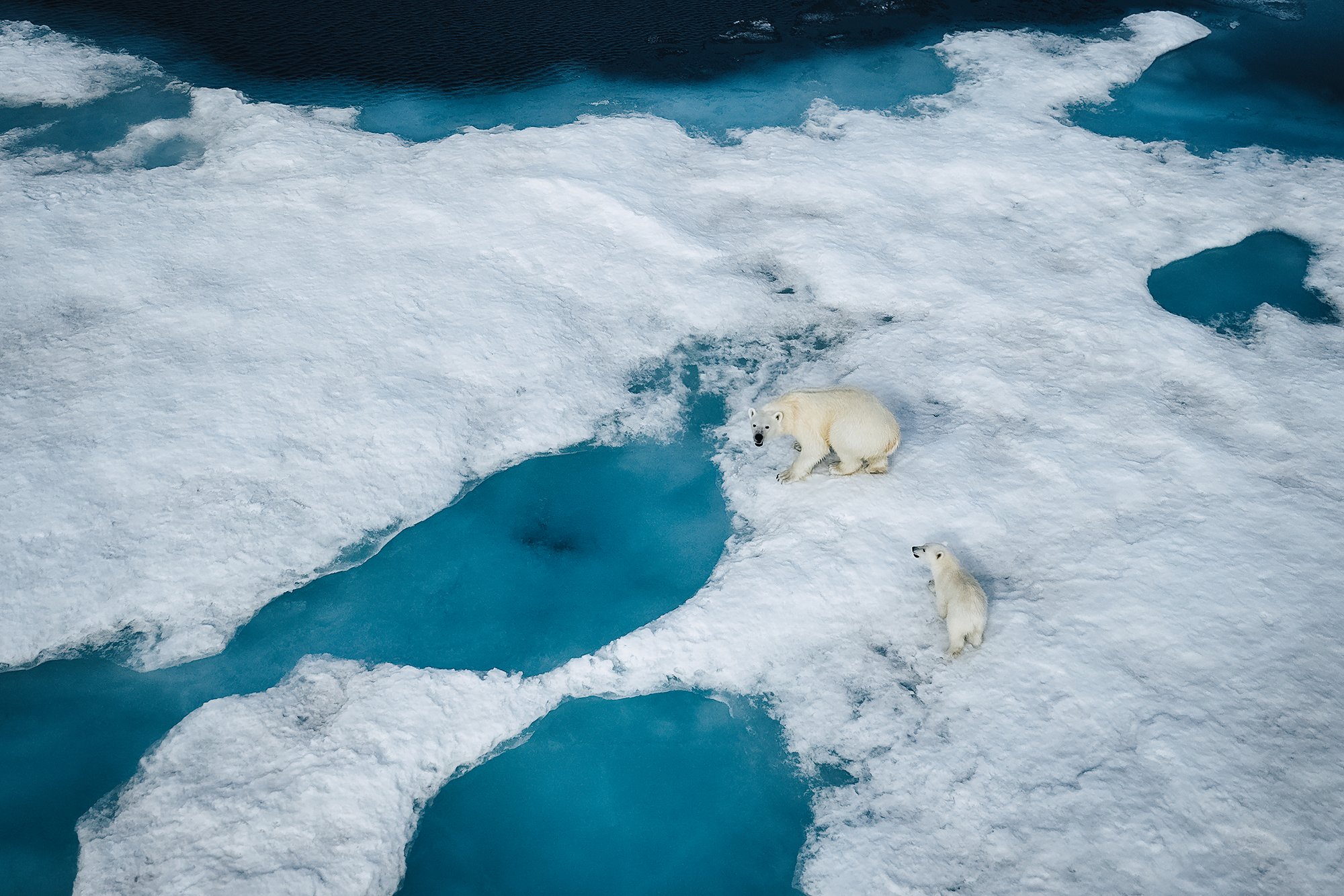 Aerial view of a mother polar bear and cub on the ice between turquoise pools of meltwater