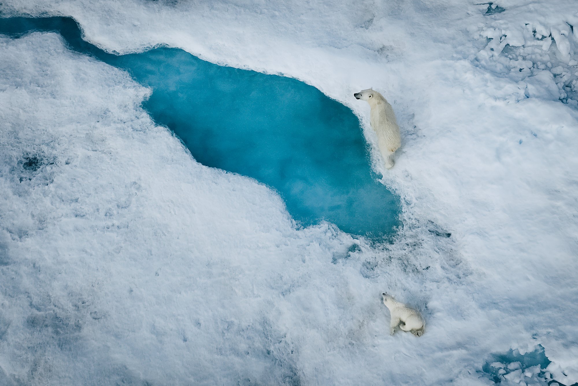 Aerial close view of a mother polar bear beside a blue melt pond on the sea ice, her cub lower in the frame