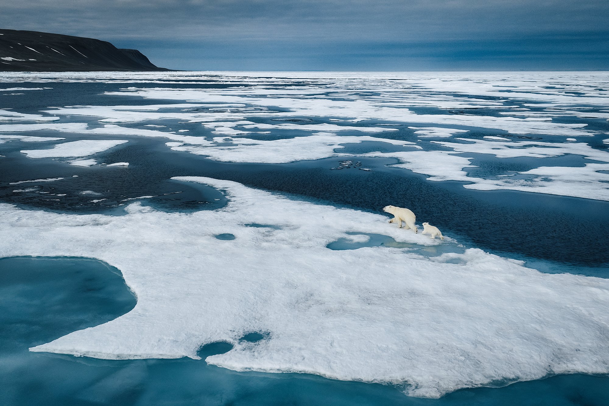 Aerial view of a polar bear mother and cub on a floe of sea ice laced with melt ponds, a dark headland on the horizon