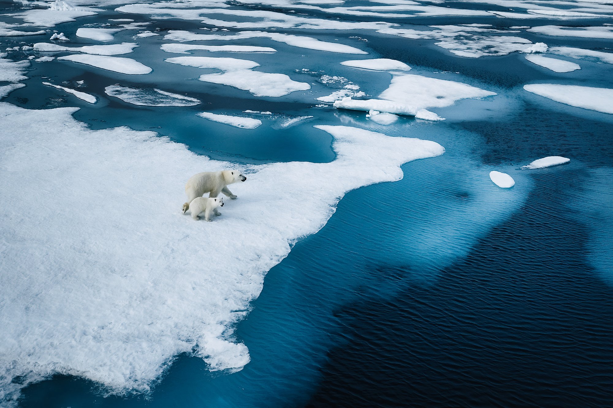 Aerial view of a mother polar bear and cub walking the edge of an ice floe beside dark open water