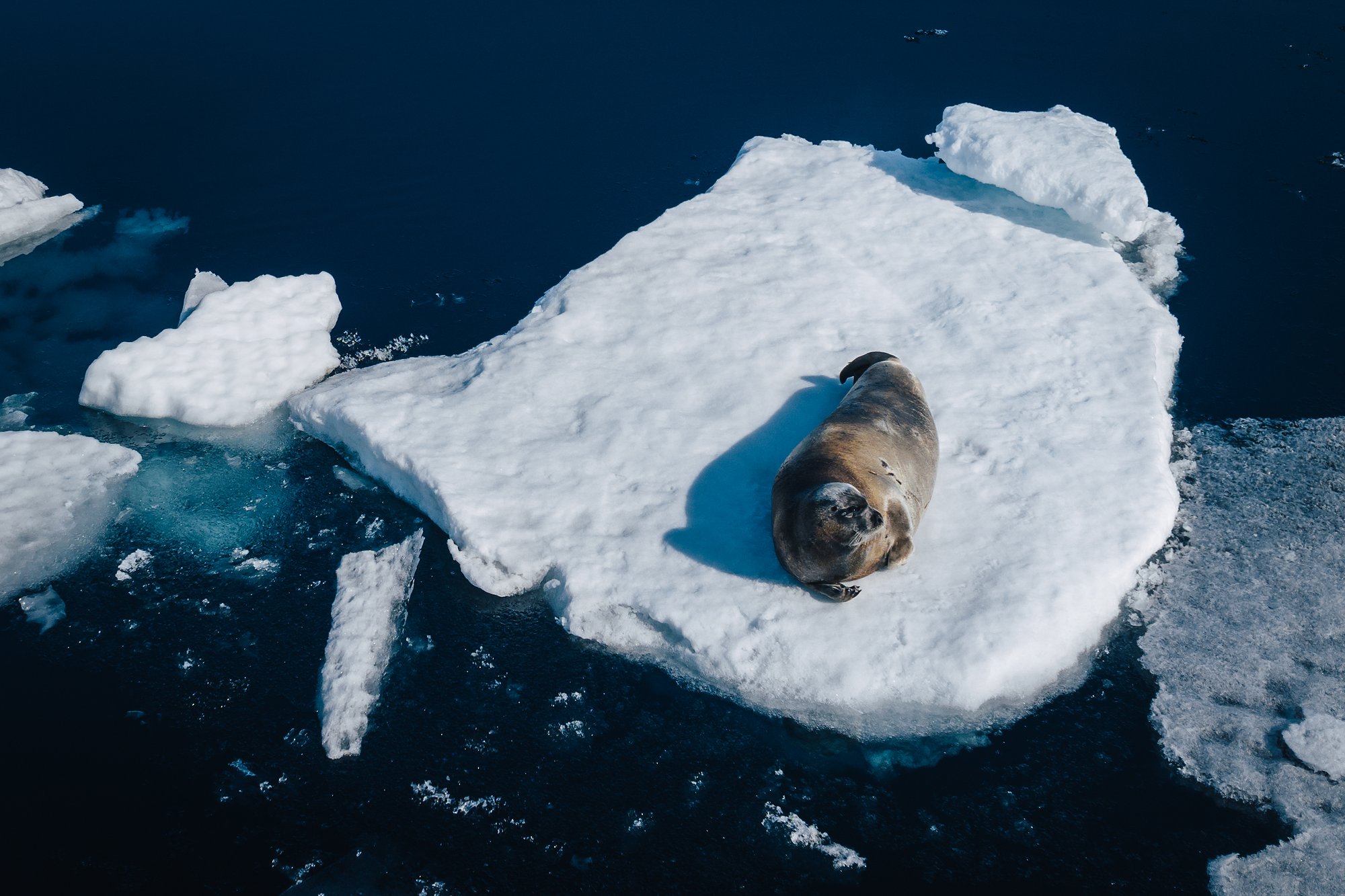 Top-down view of a seal hauled out on a small ice floe in dark water