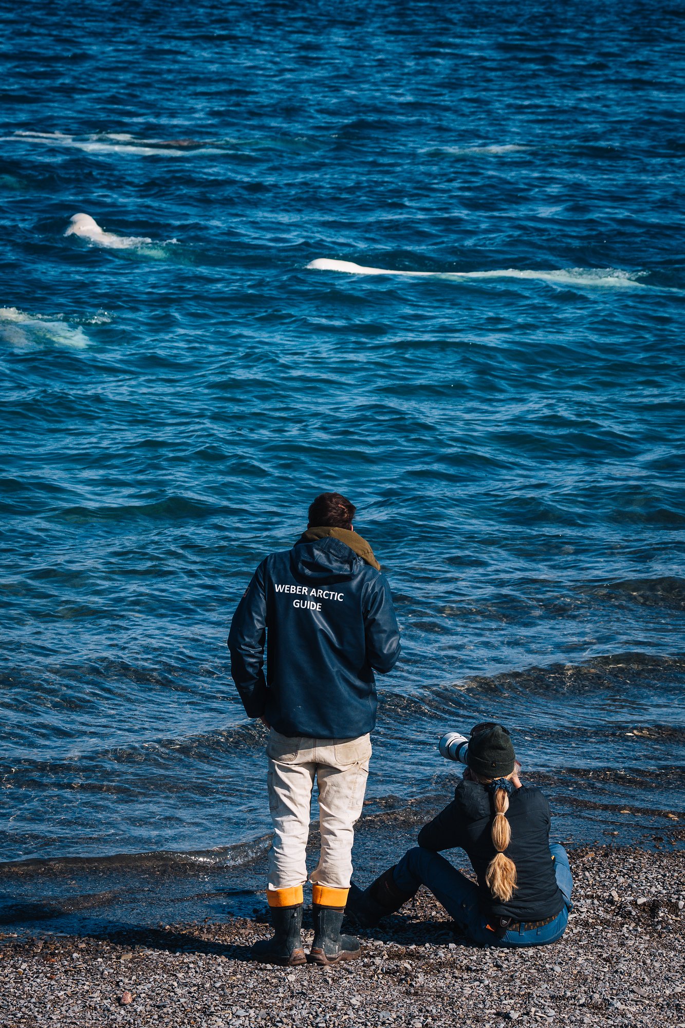 Watching belugas from the shore with our guide, whales surfacing offshore