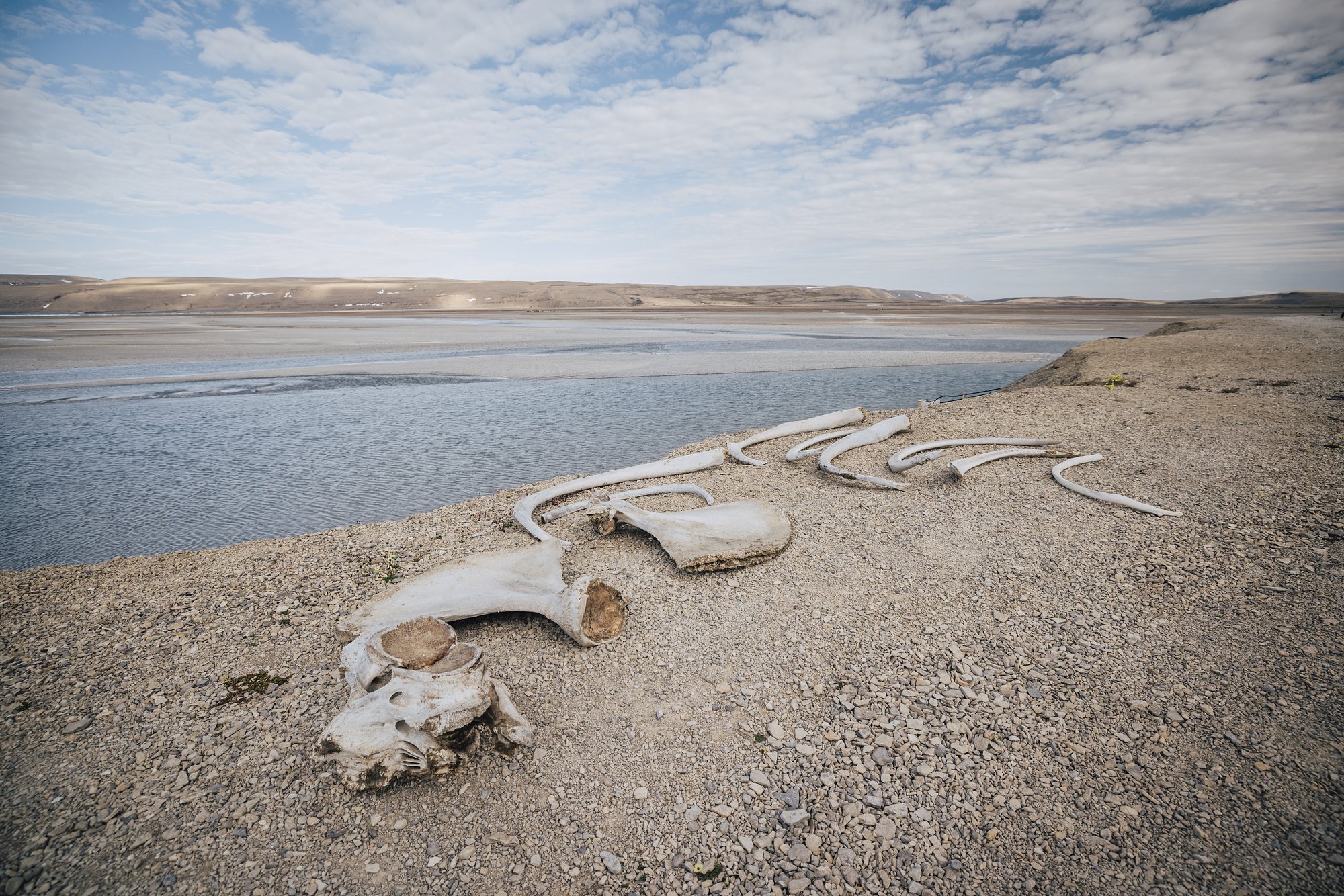 Whale vertebrae and ribs arranged on the gravel riverbank, river flats behind