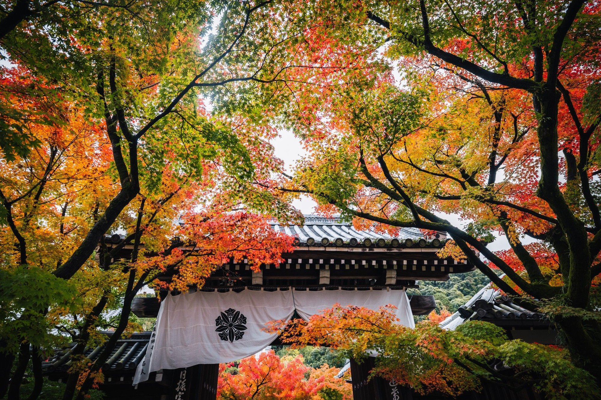 Peaceful garden